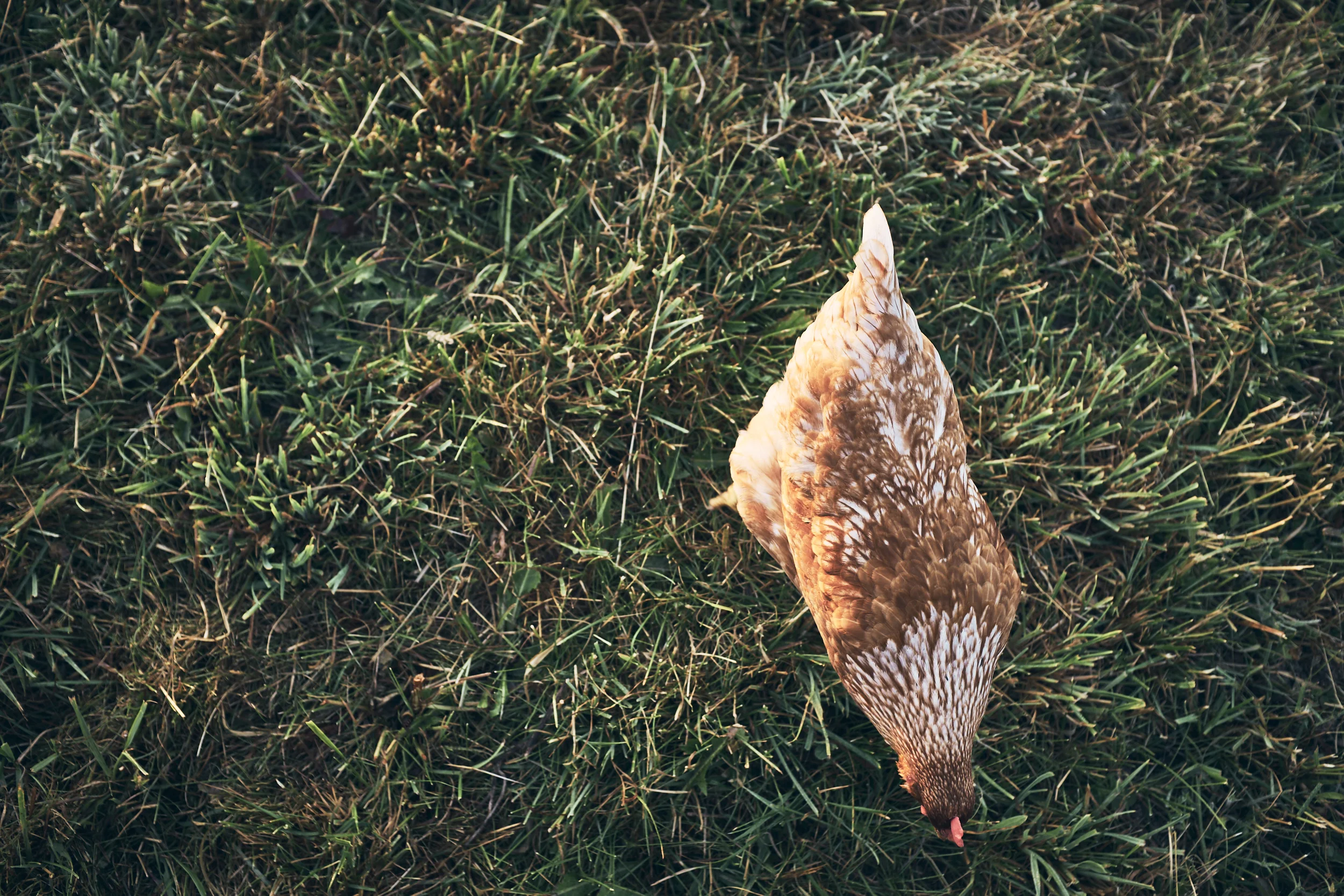 2019_chickens_002.jpg