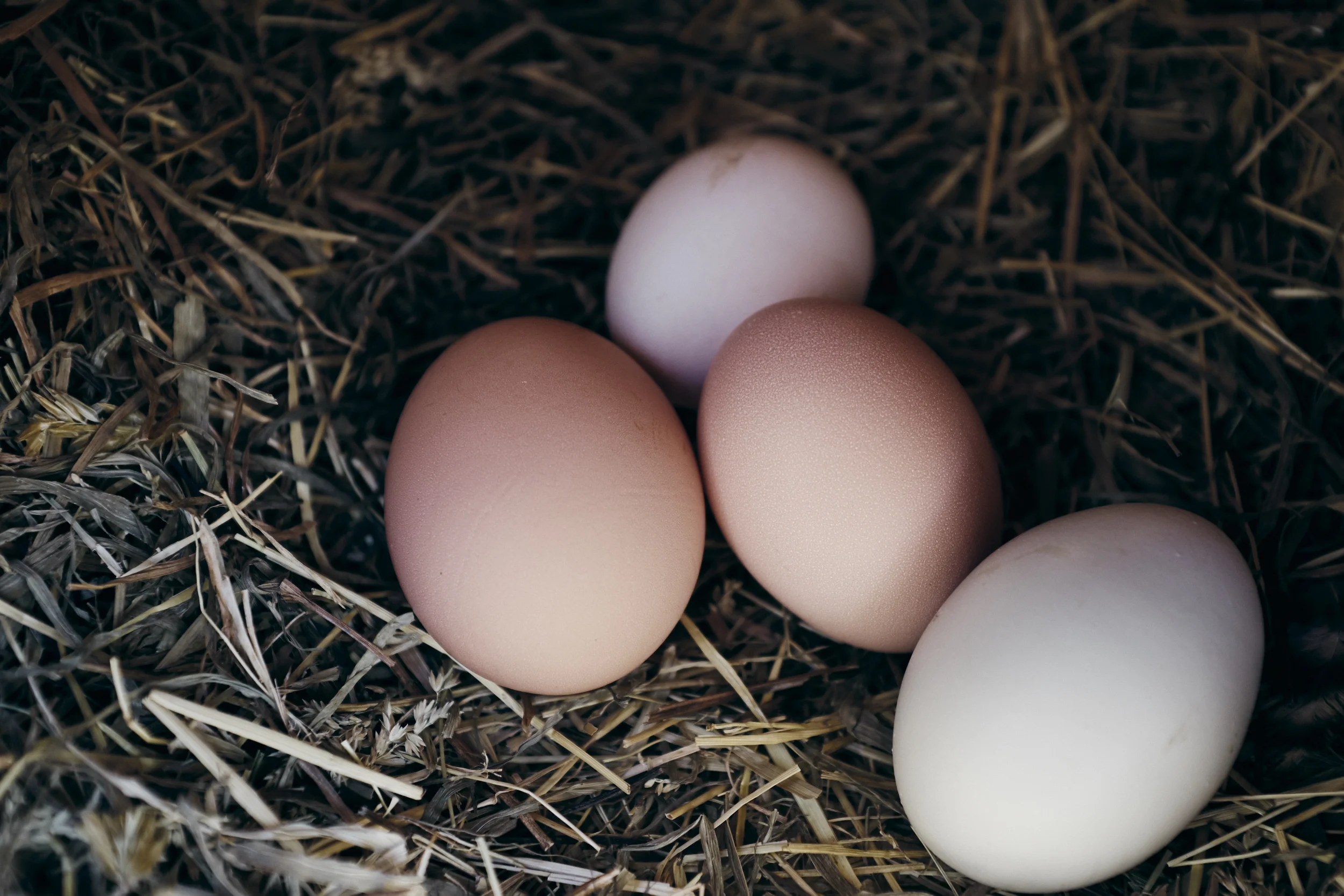 2019_chickens_004.jpg