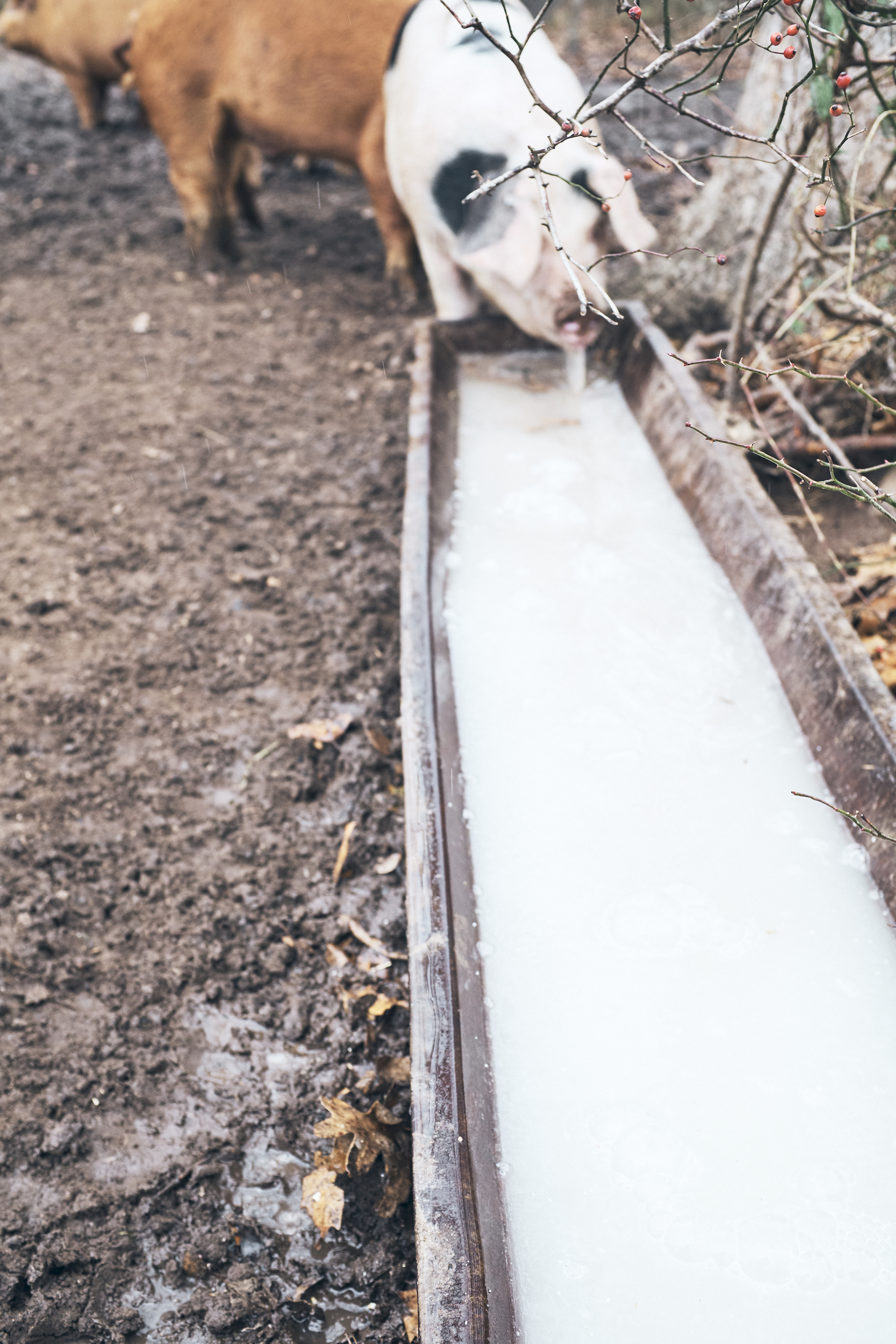 2019_pigs_001.jpg