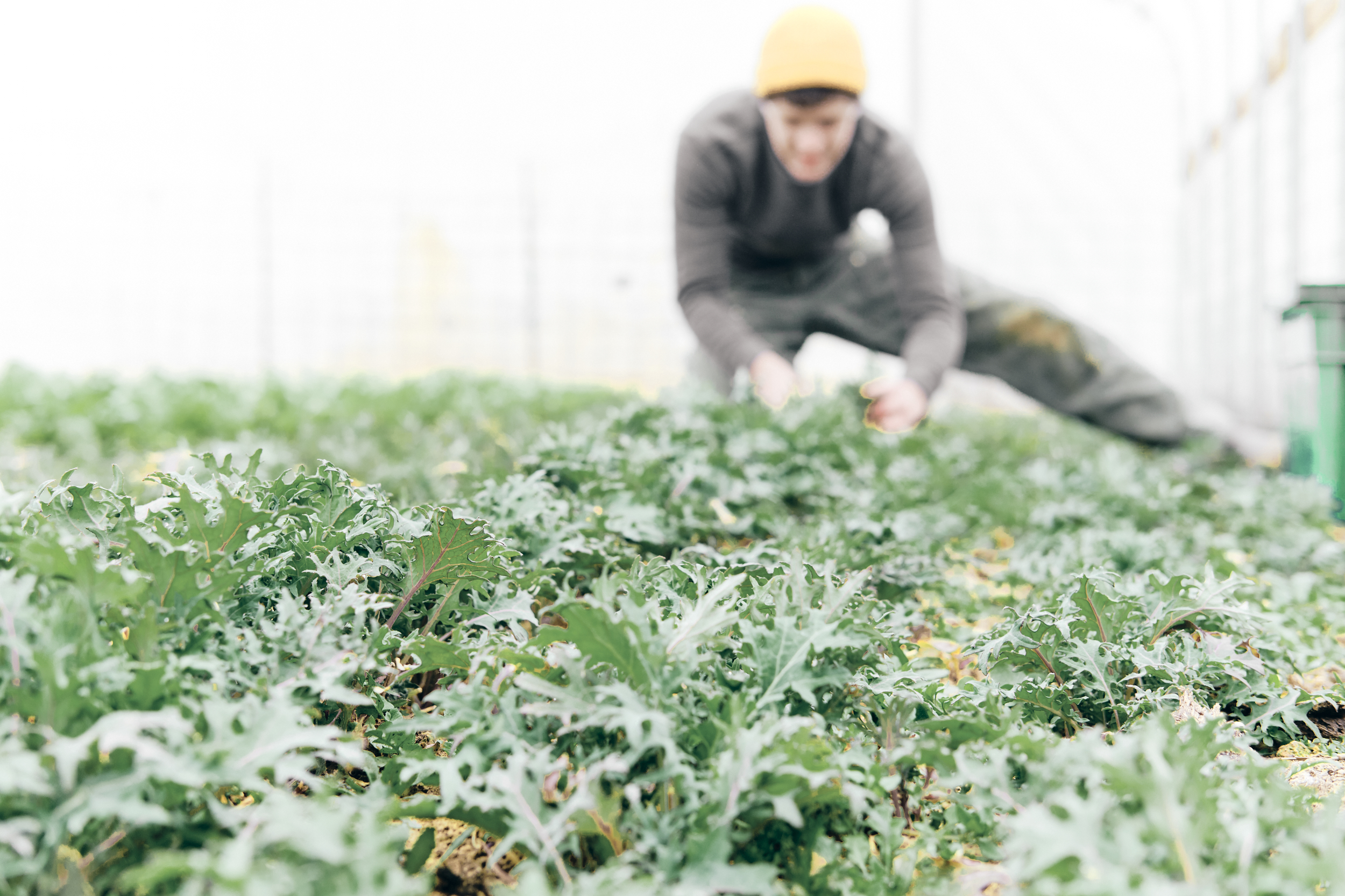2019_veggies_winter_010.jpg