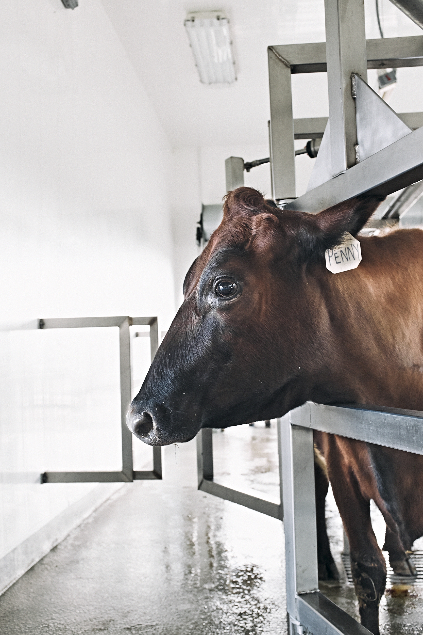 Chapter Two: Morning Milking