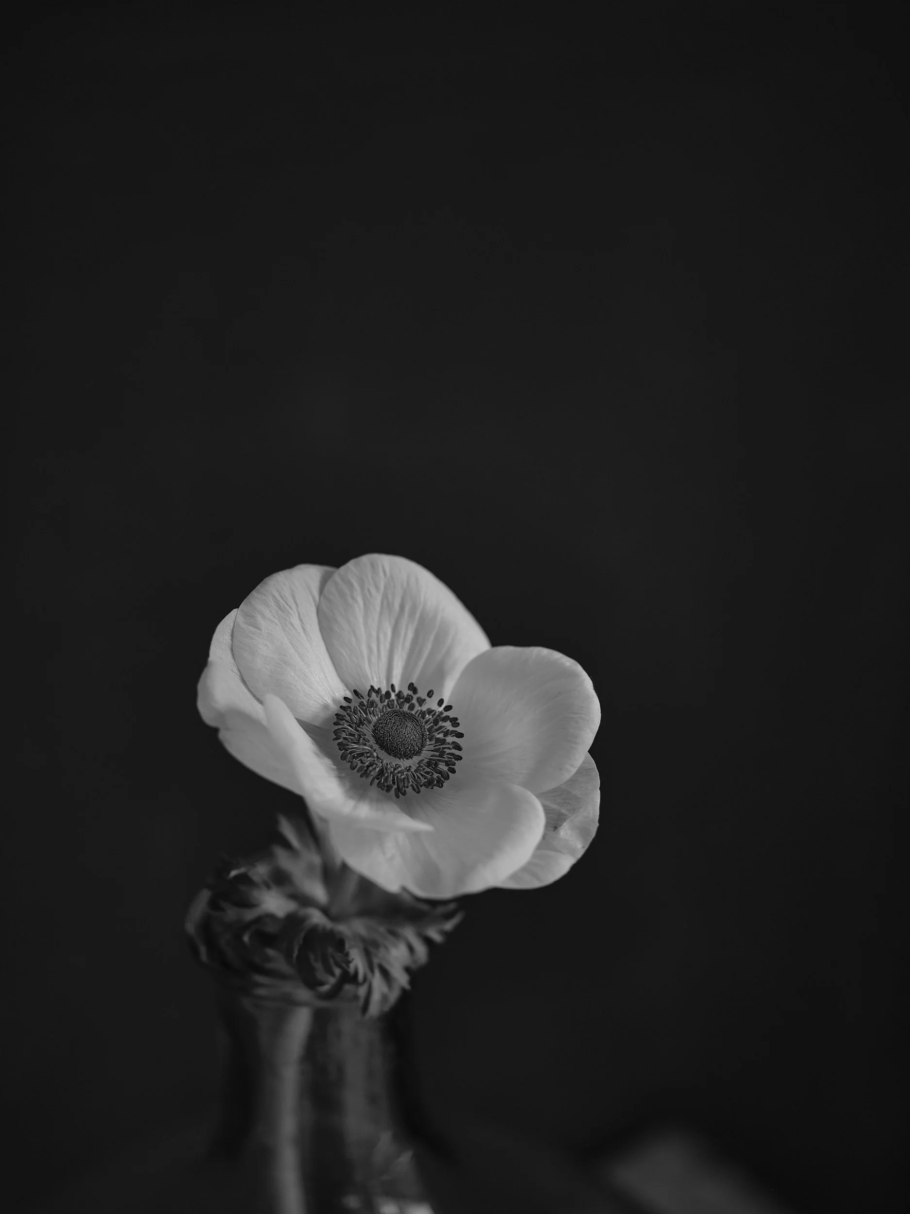 2022_Farmstand Exhibit_2021_Flowers_040.jpg