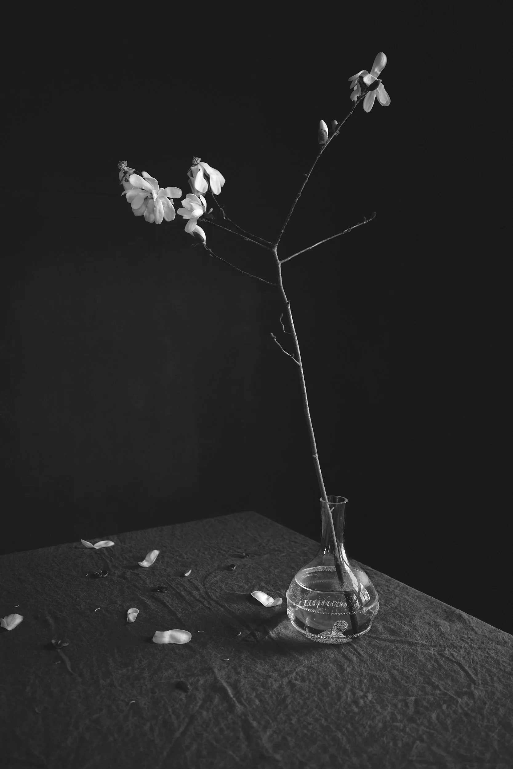 2022_Farmstand Exhibit_2021_Flowers_Magnolia in Spring Bloom_058.jpg