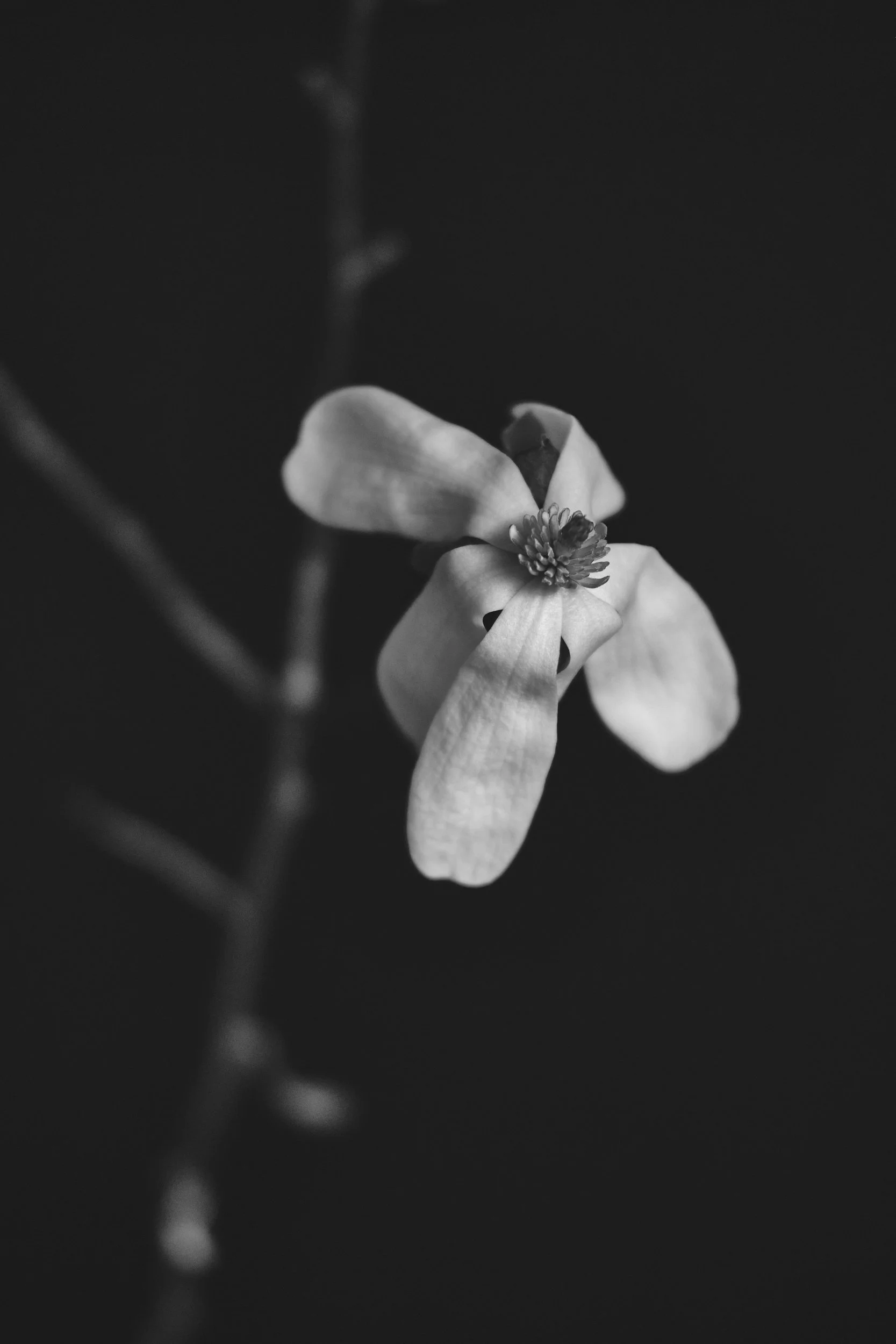 2022_Farmstand Exhibit_2021_Flowers_225.jpg