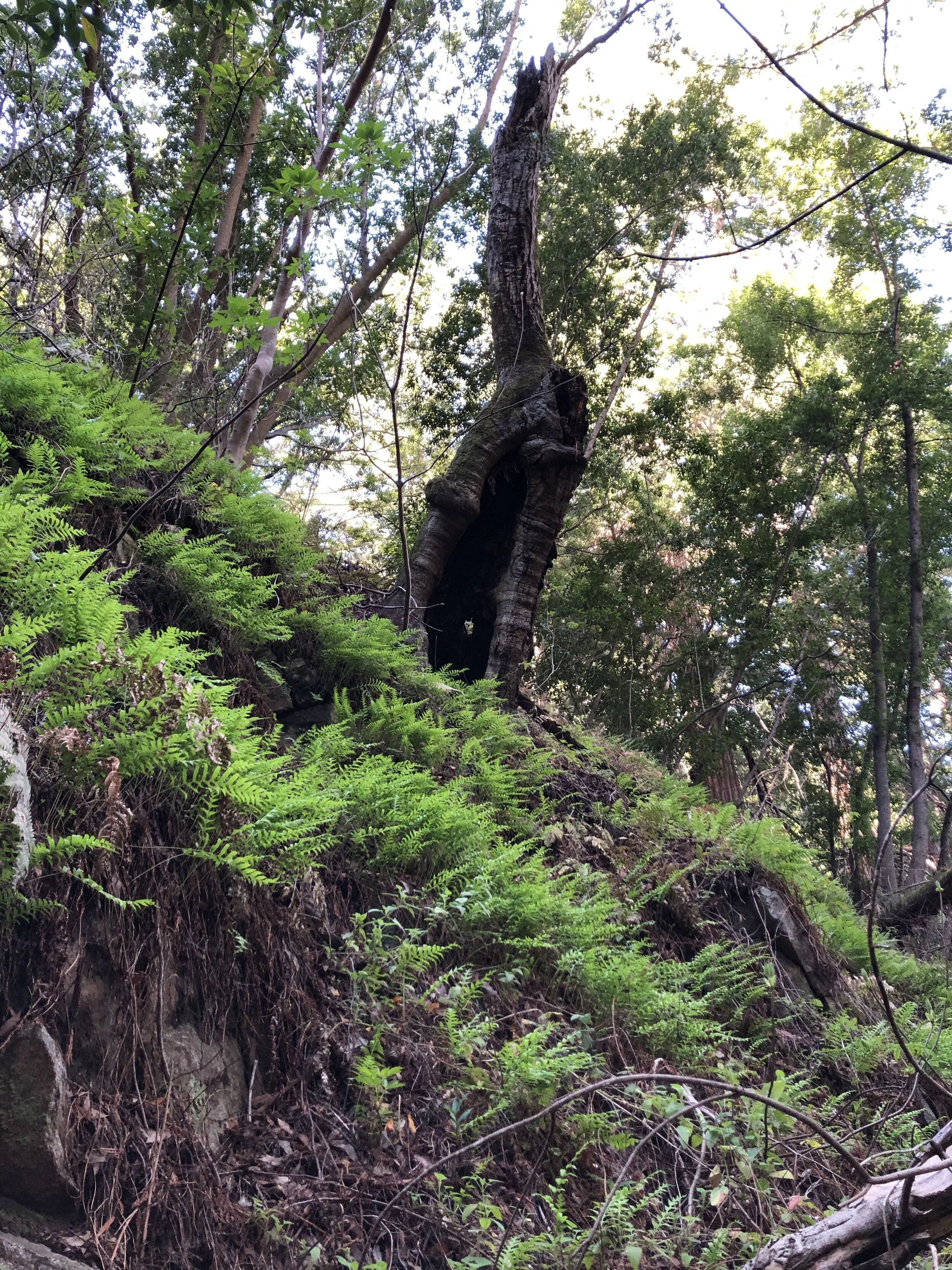 CANCELLED- Seasonal Contemplative Walks for Women- in Garland Ranch Regional Park, Carmel Valley, CA