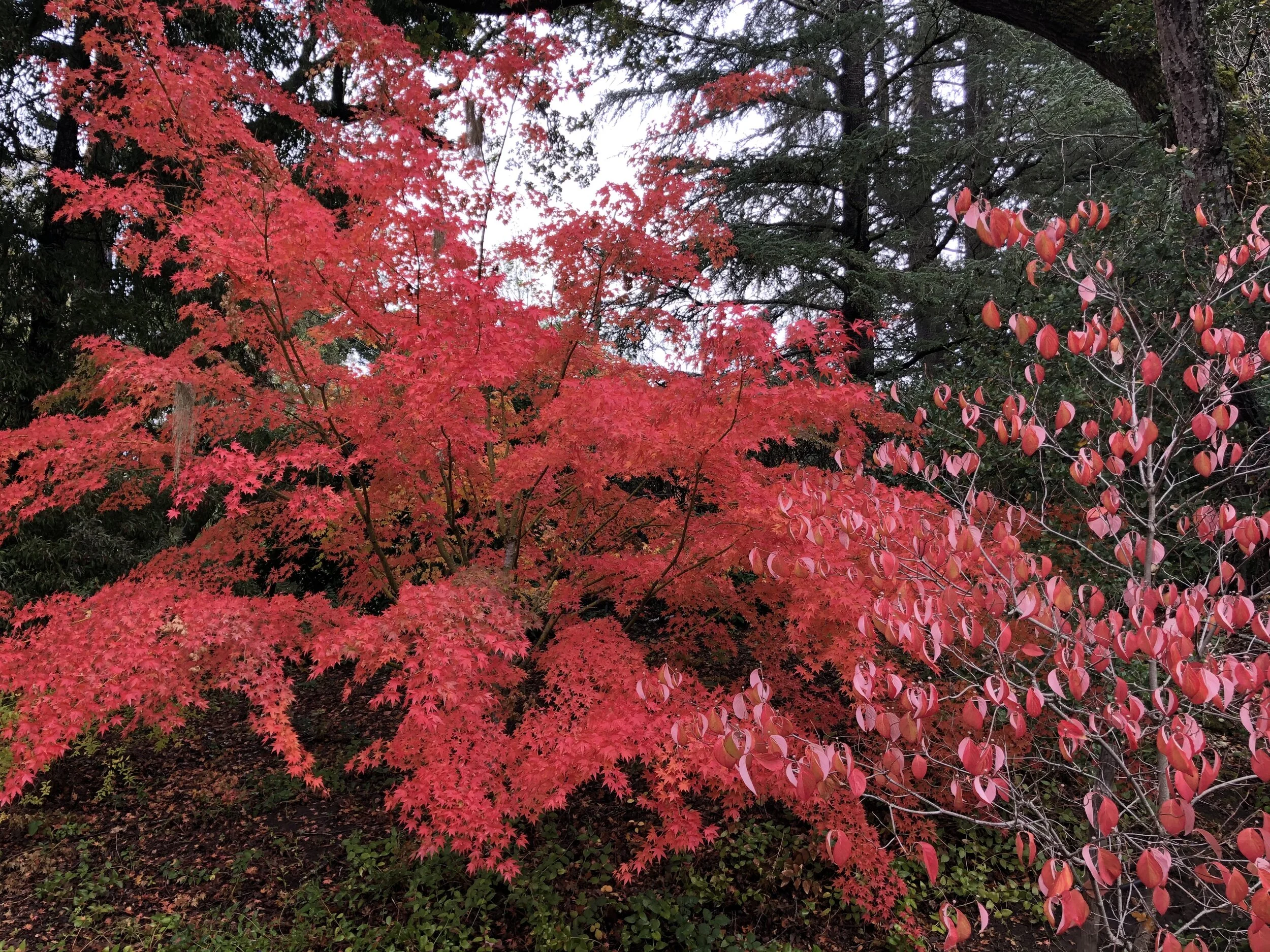Seasonal Contemplative Walks for Women in Portola Valley