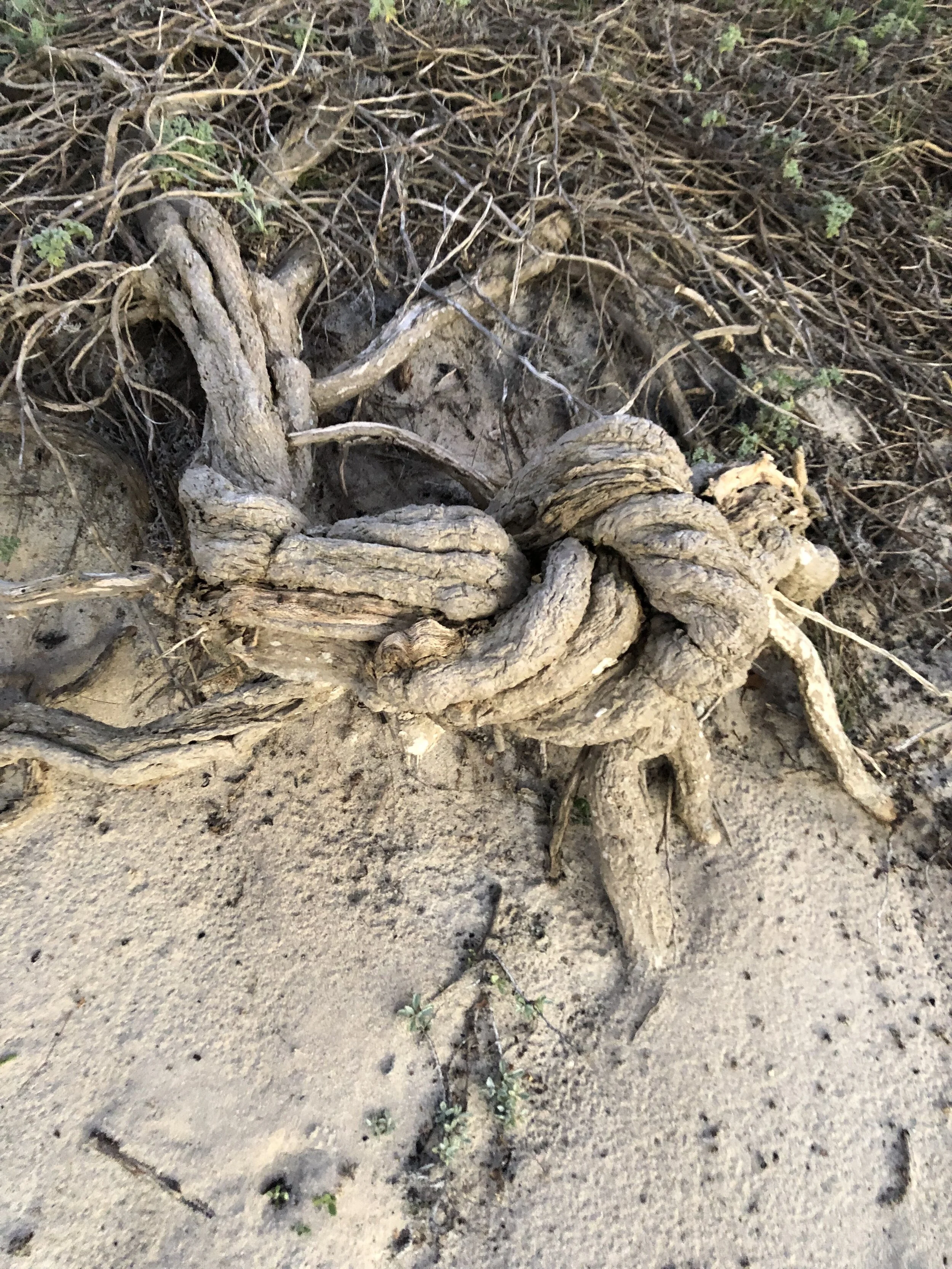 The Gifts of Uncertainty