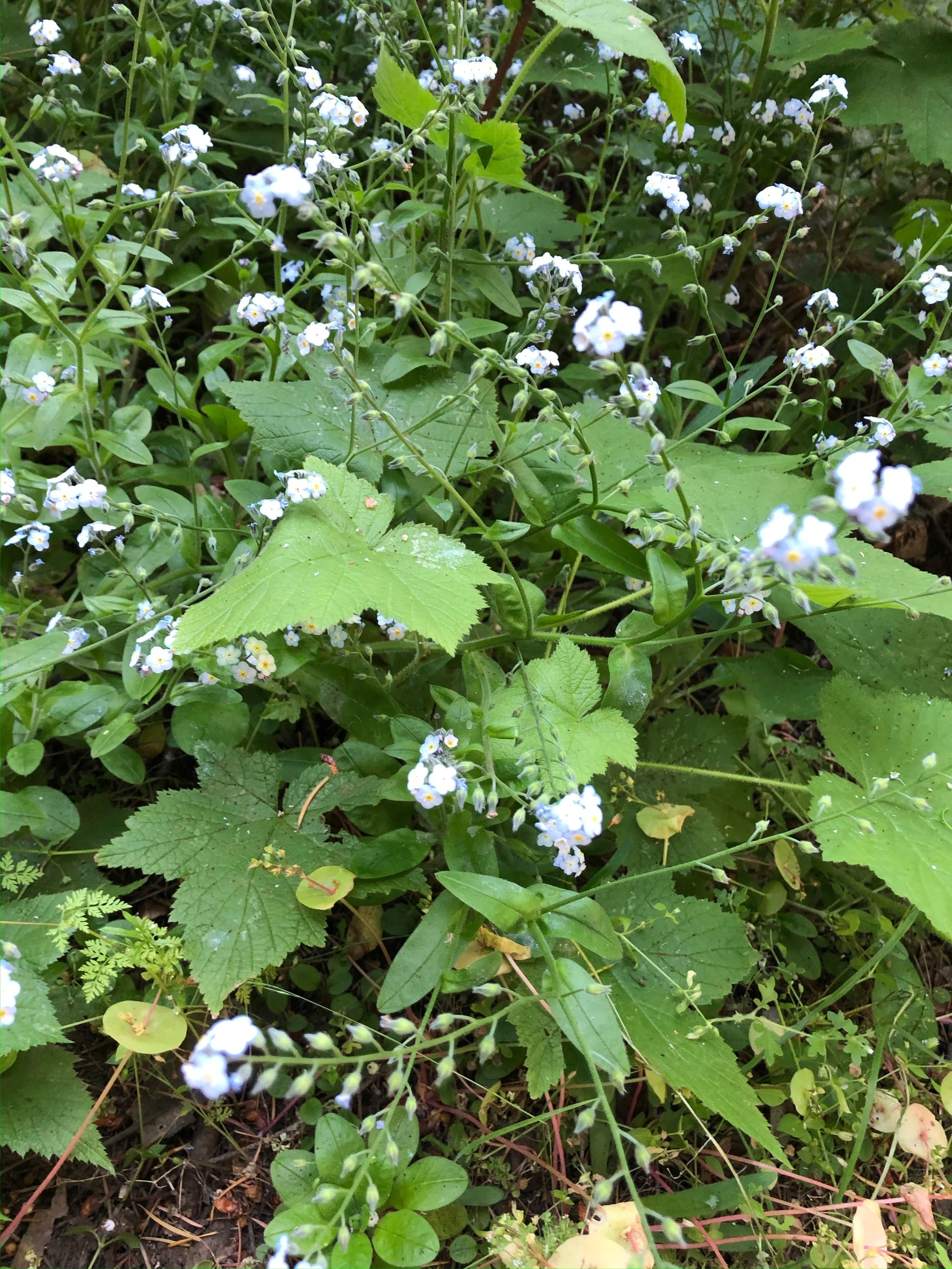 No Longer Seasonal...