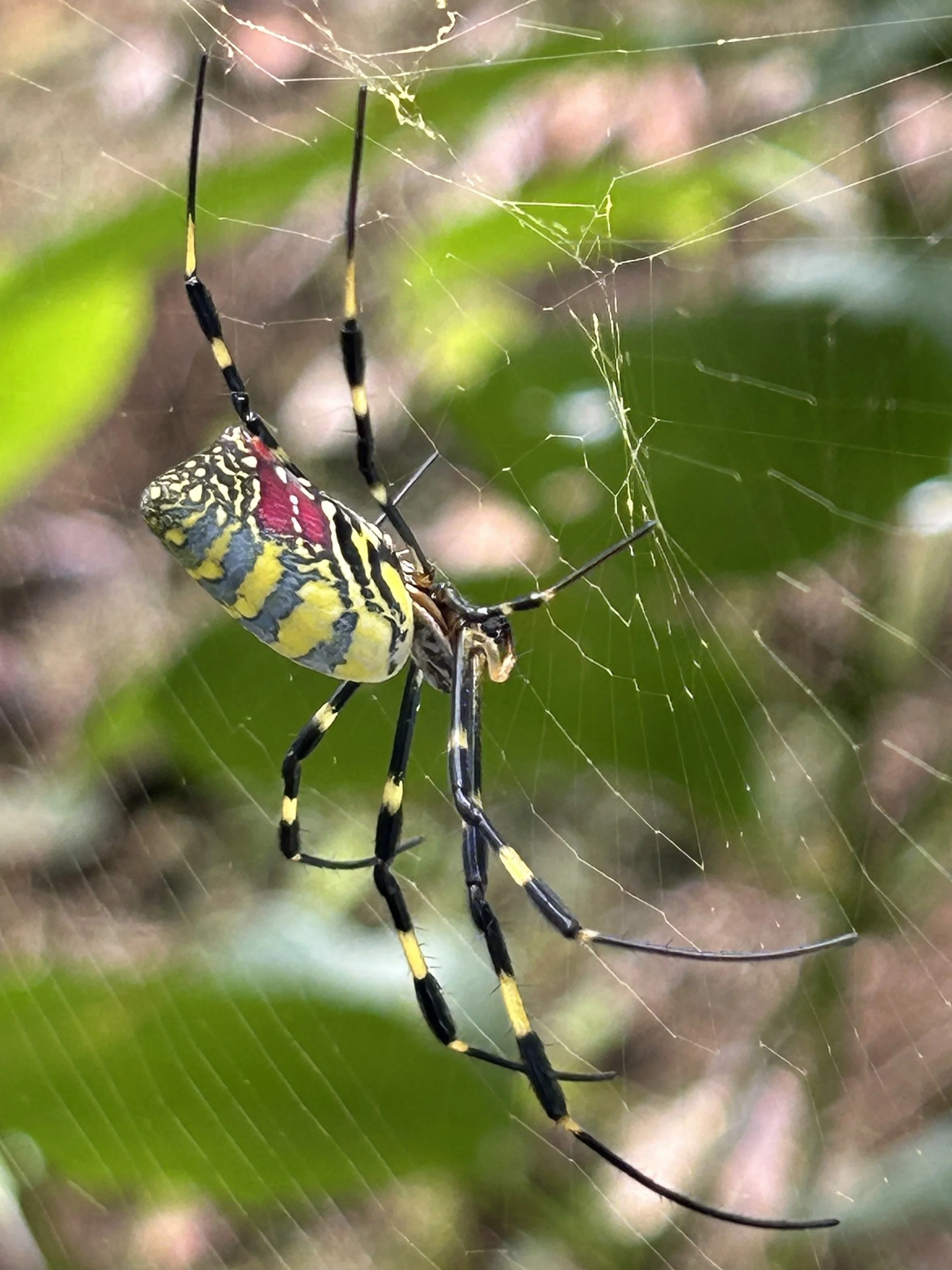 Taking a Leap by Mark Coleman