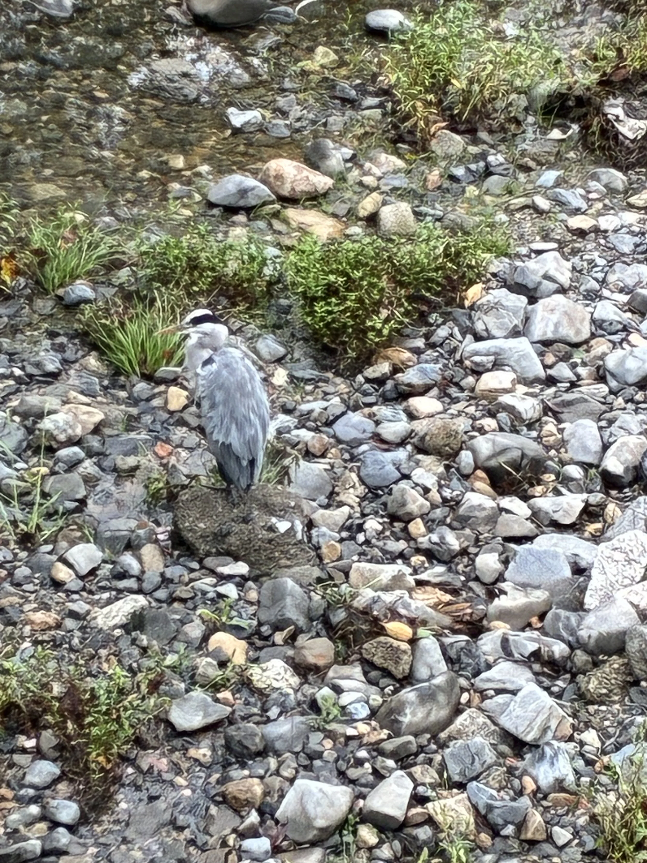 Heron.jpg