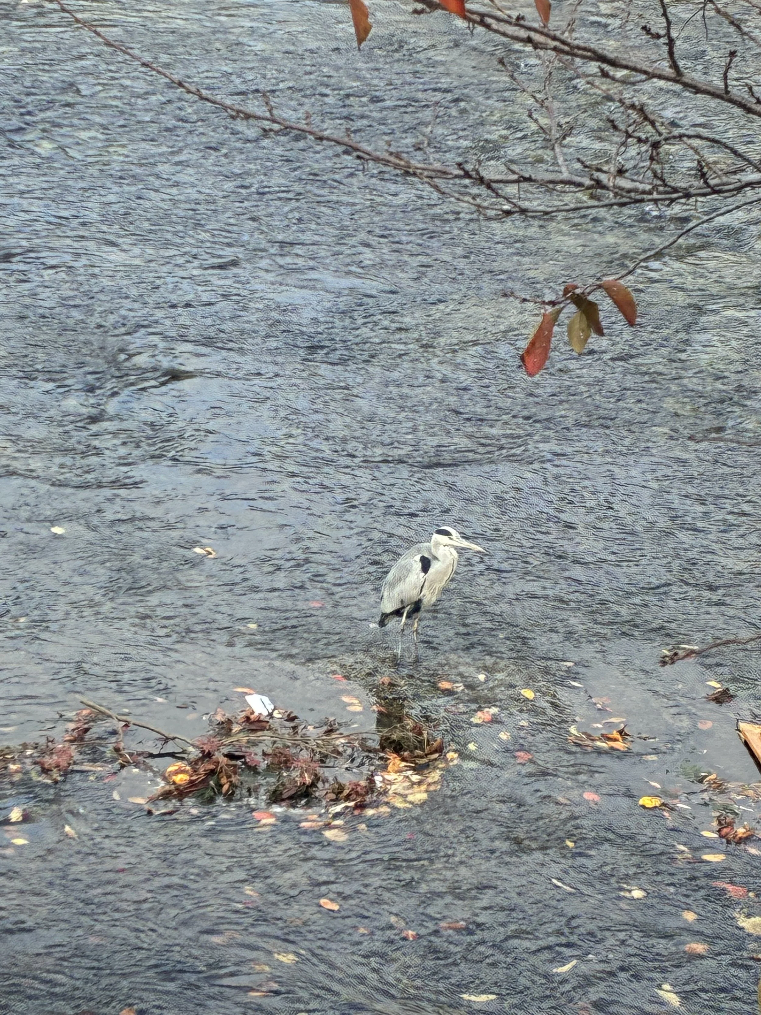 Heron1.jpg