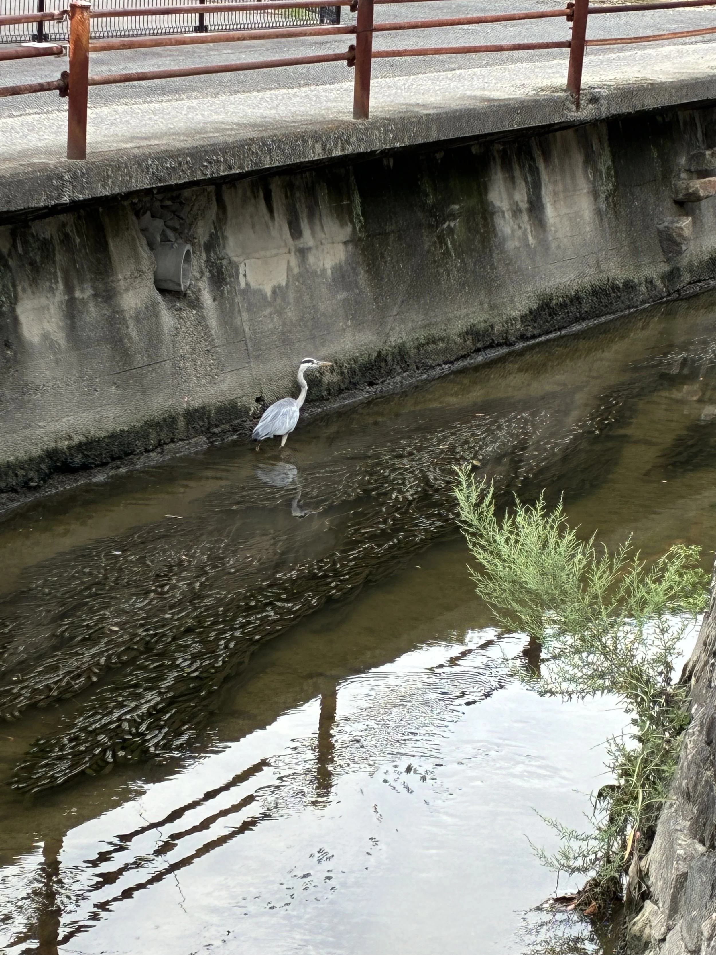 Heron6.jpg