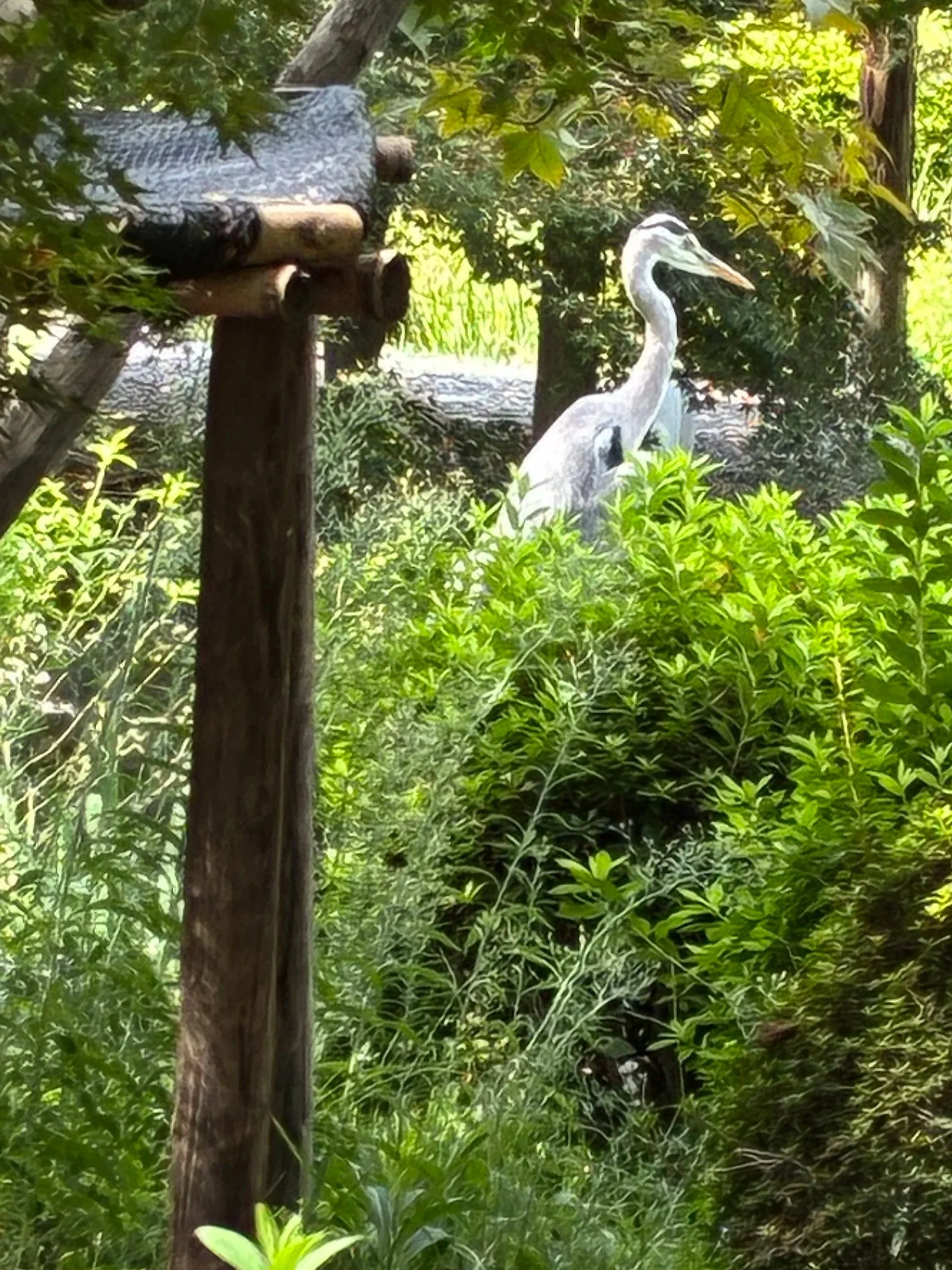 Heron4.jpg