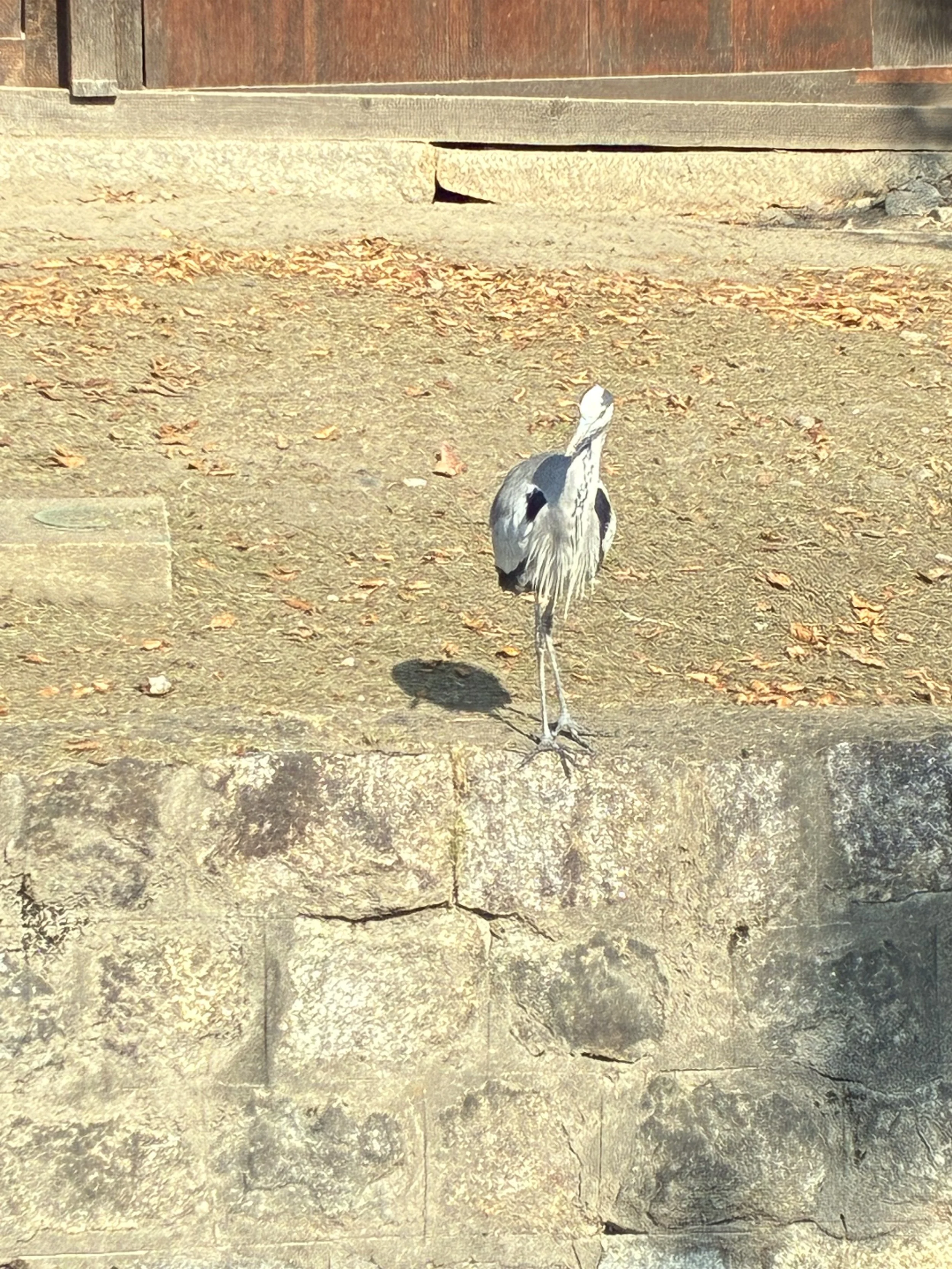 Heron7.jpg
