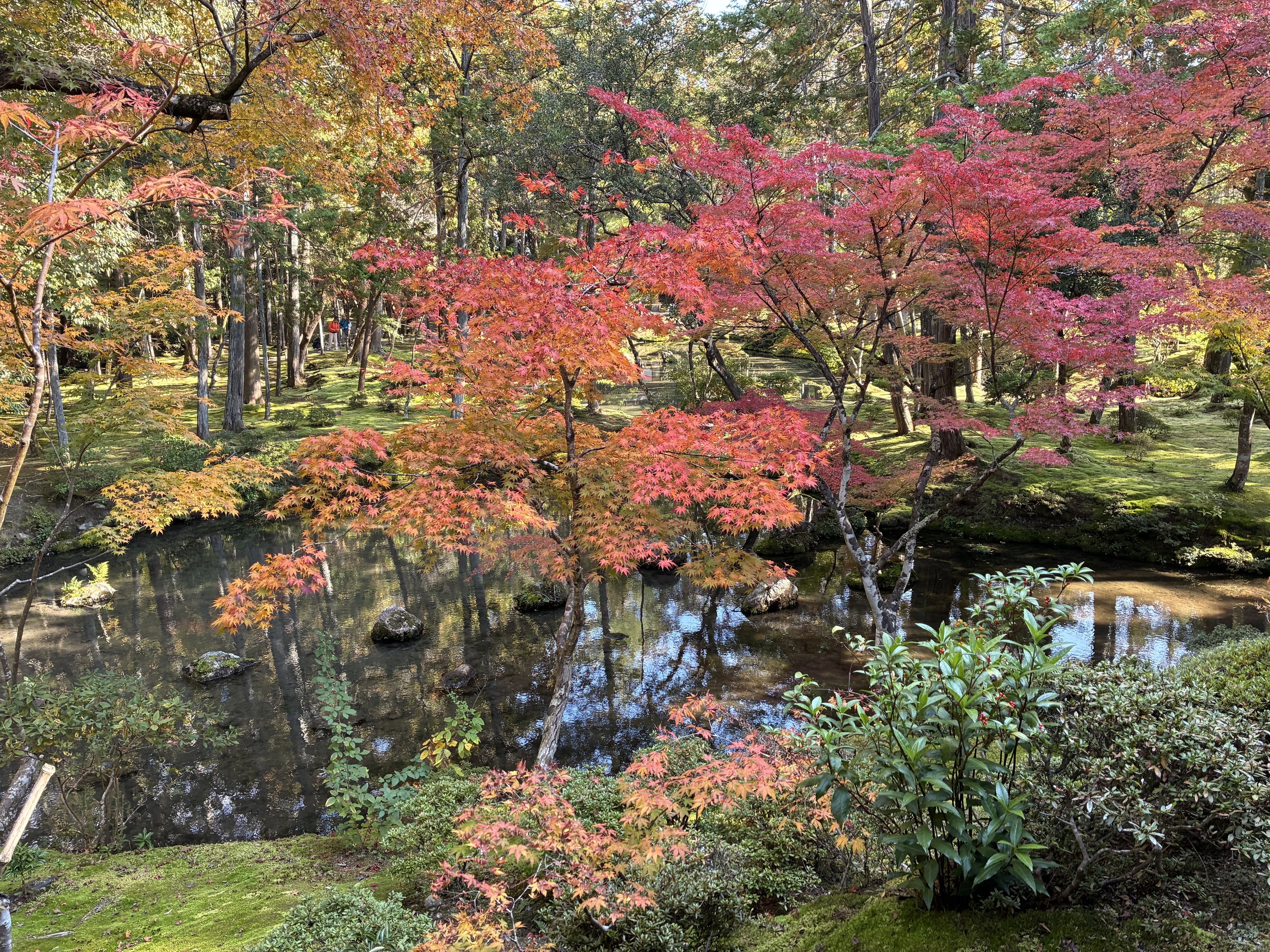 Nichinichi-kore-kojitsu- at Moss Temple plus Fall Colors, Kyoto