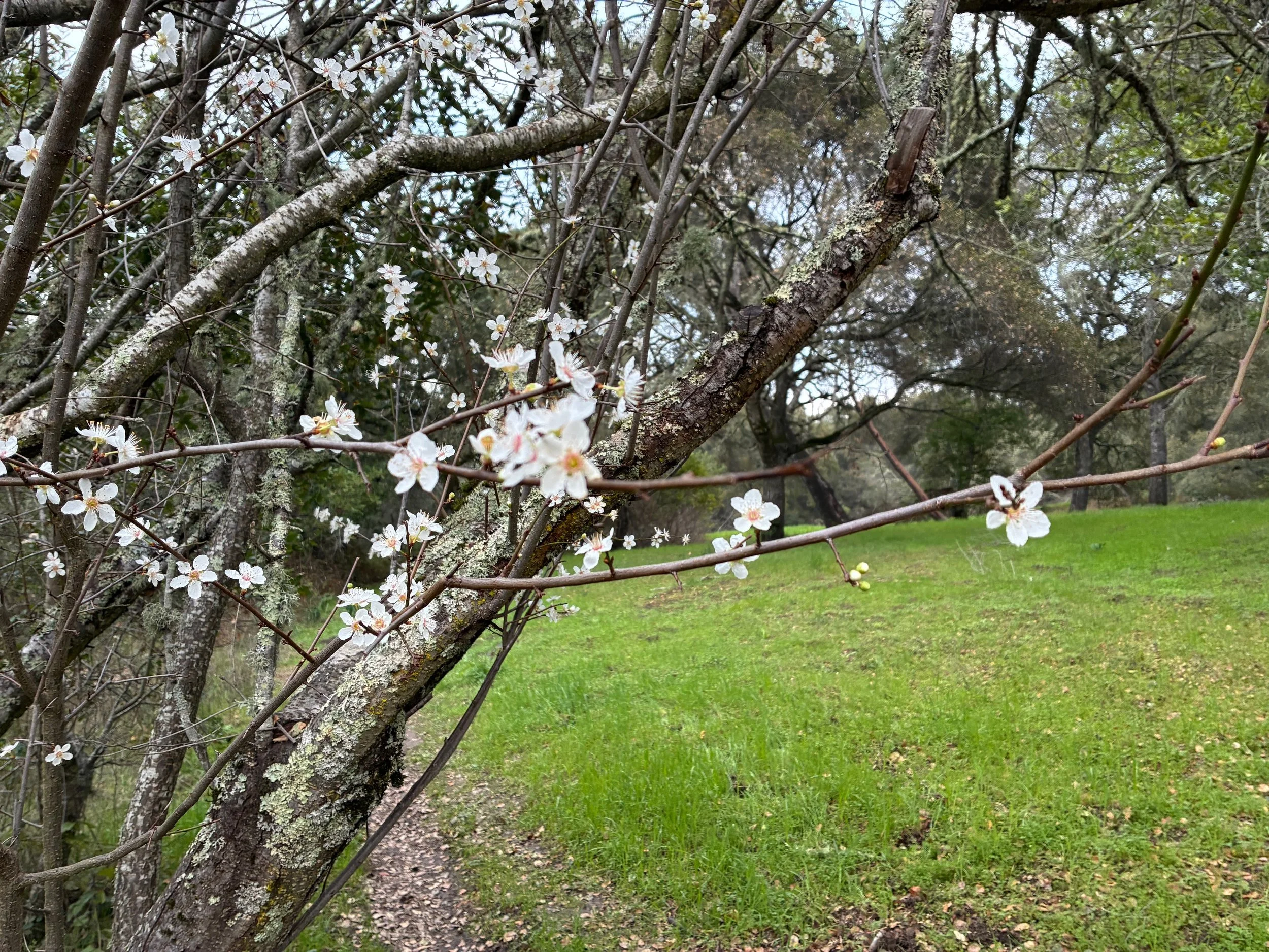 AI, Zen Koan, Shinrin Yoku &amp; Climate