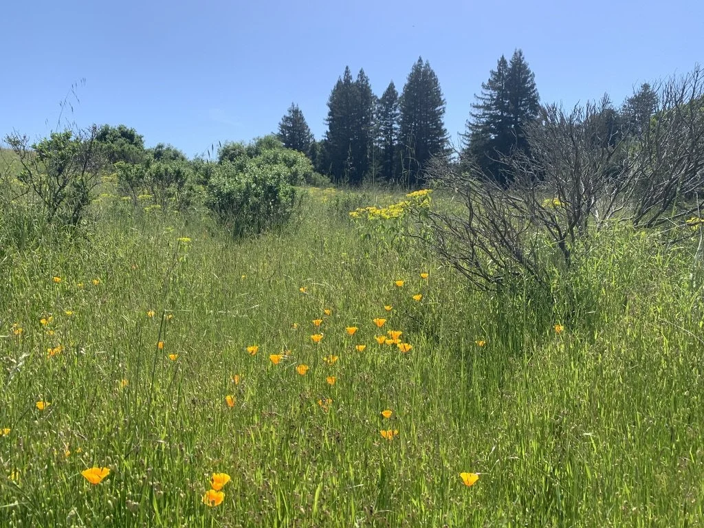Conscious, Contentious, and Conscientious Reading for the Summer