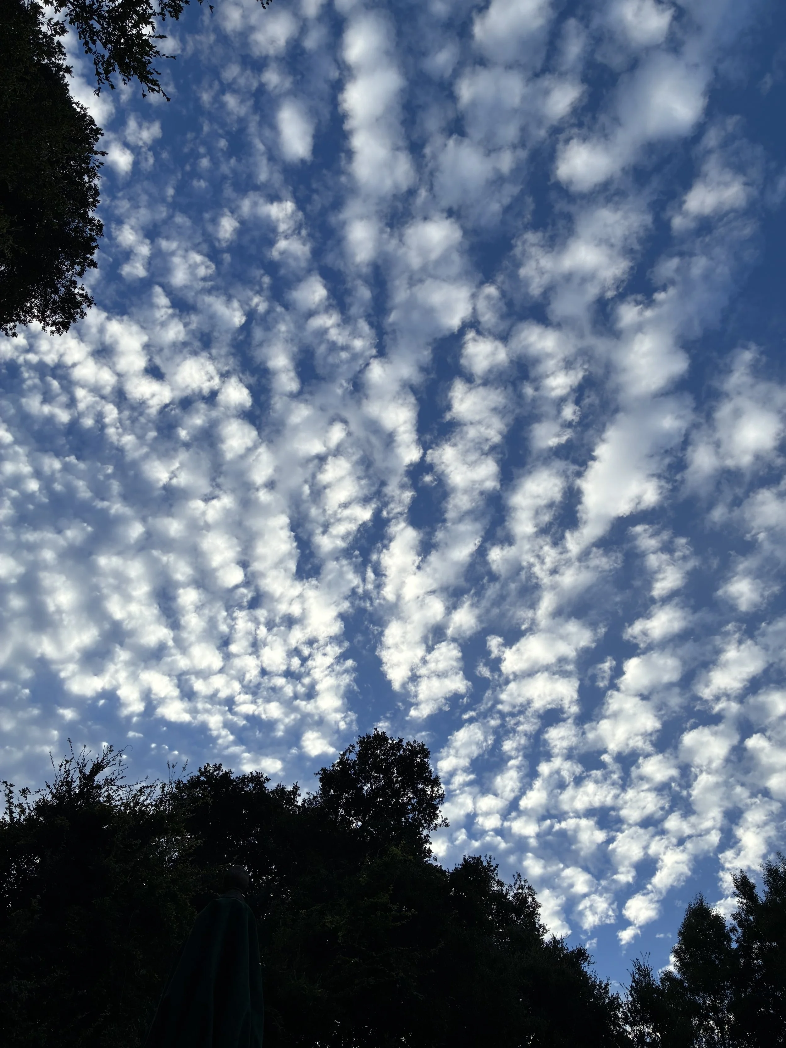IMG_2236.jpeg