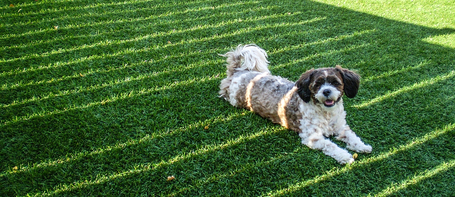 Perfect Turf Calgary and Vancouver