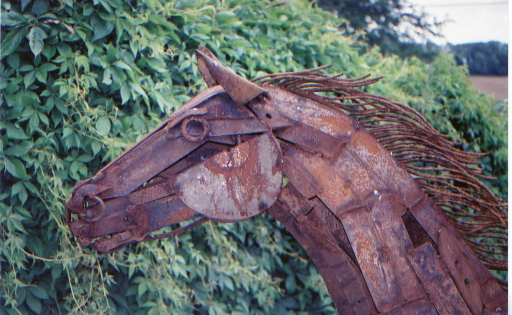 horse 4.jpeg