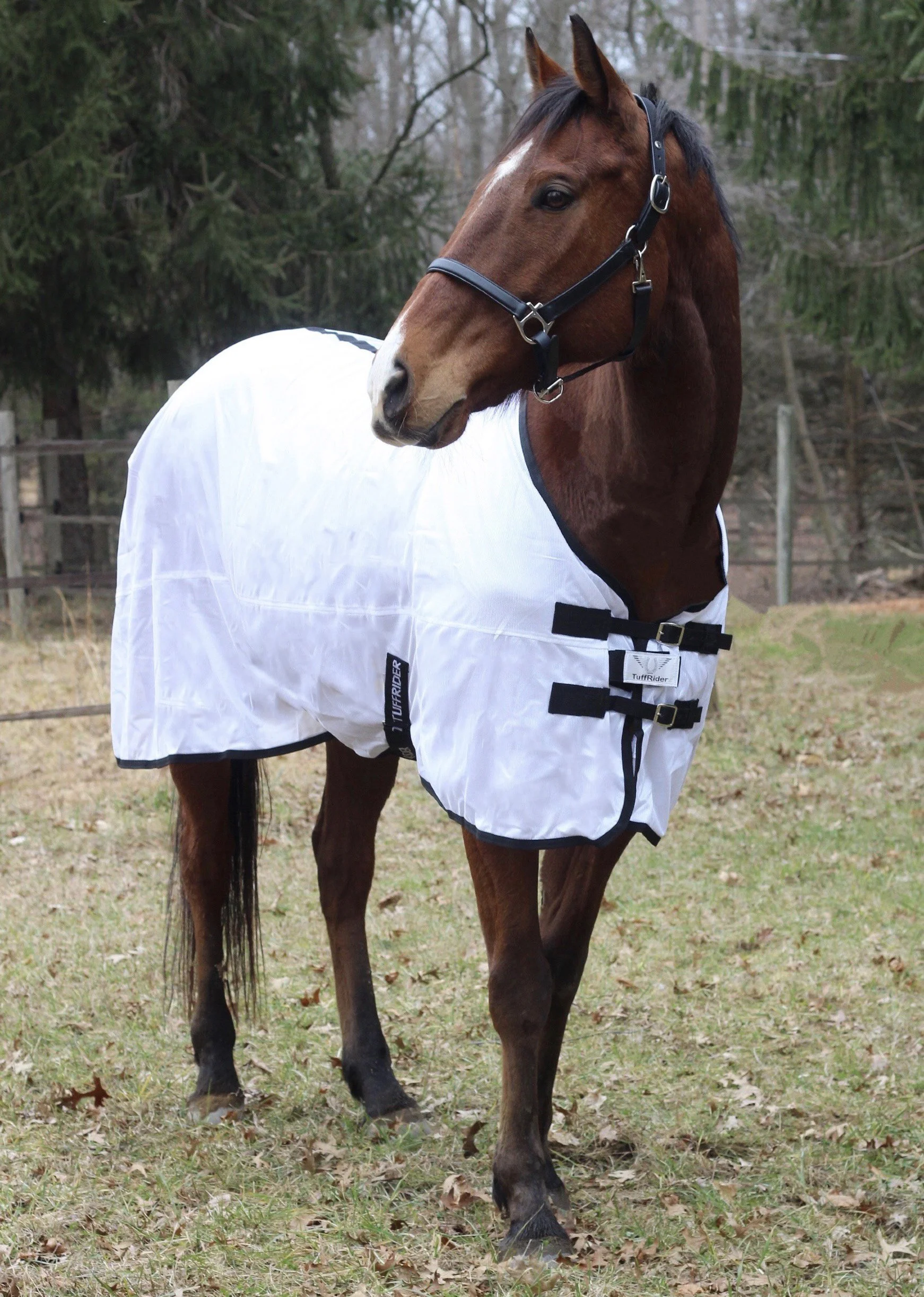 fly sheet 2.jpg