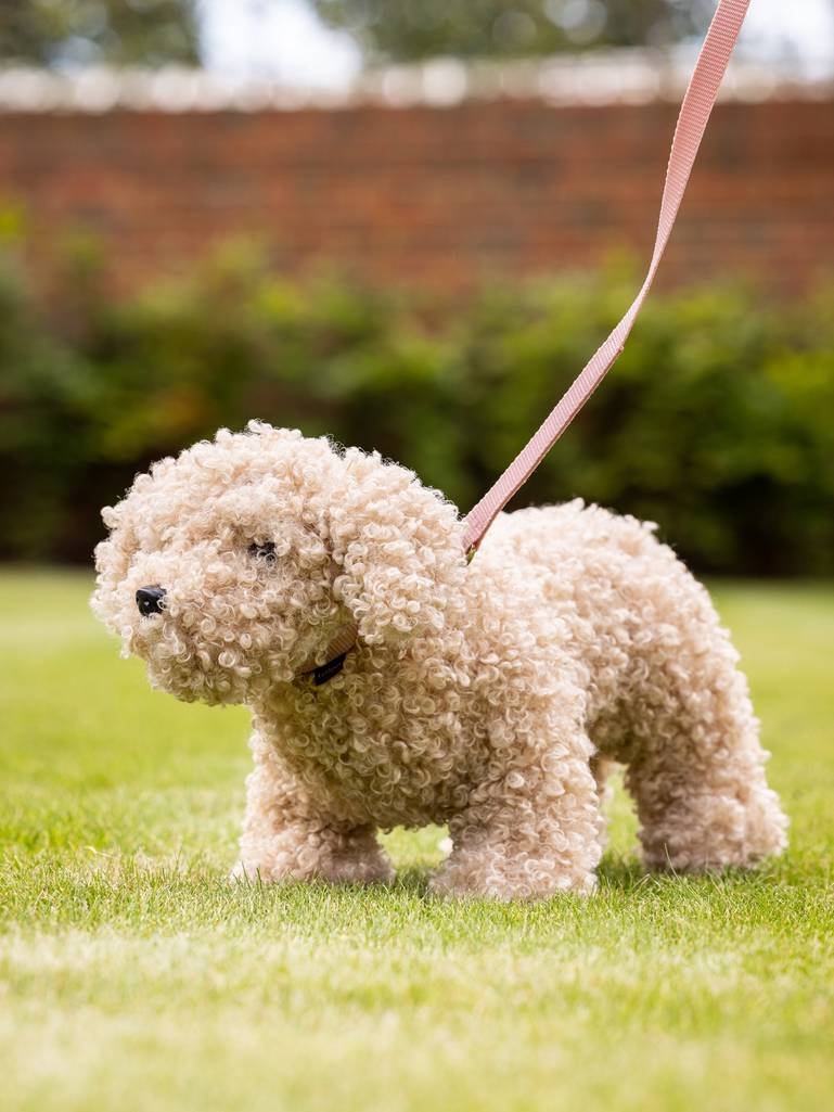 it03860_lifestyle_toydog_cockapoo_2_1.jpg