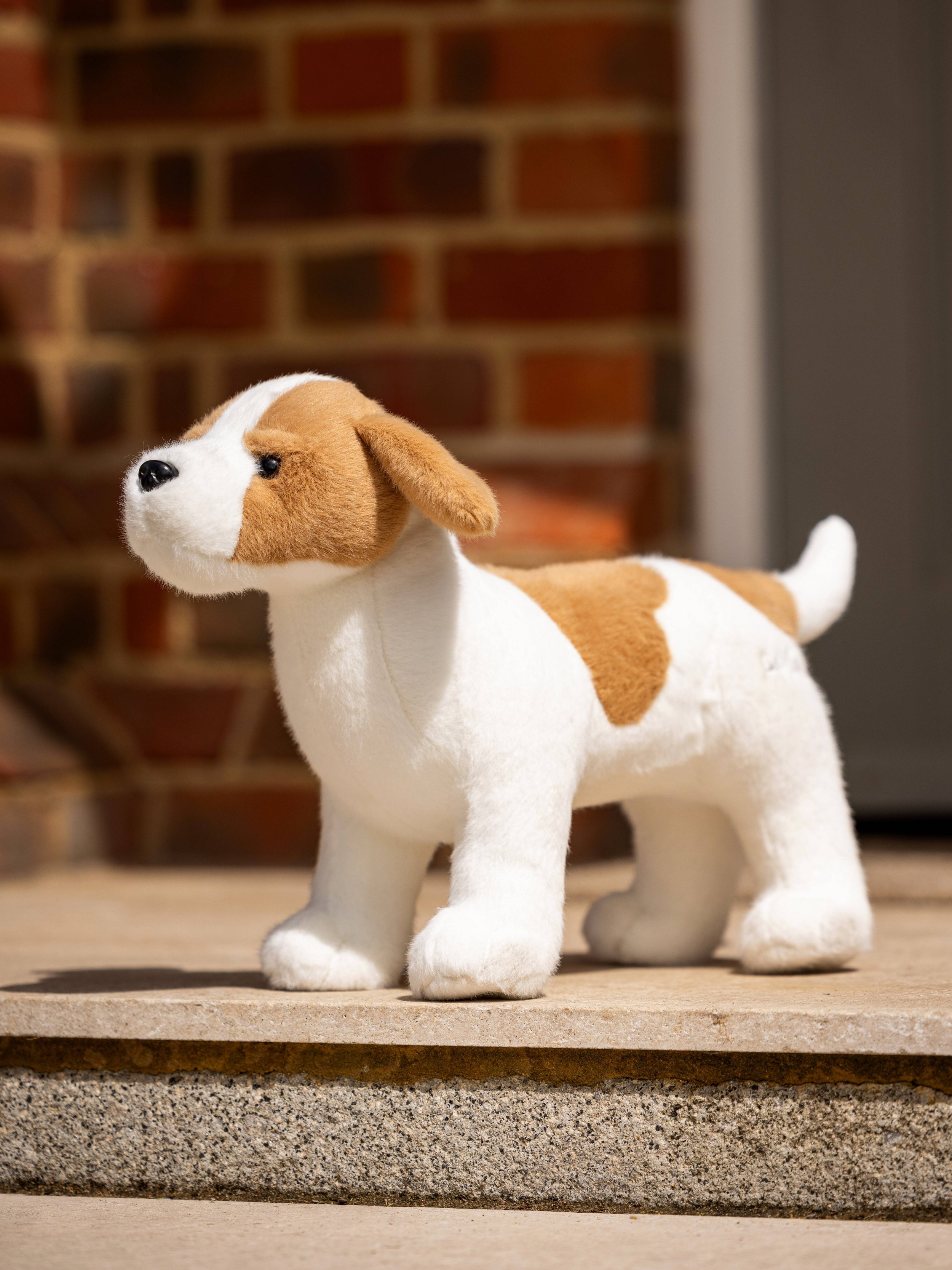 it03862_lifestyle_toydog_jackrussell_3.jpg
