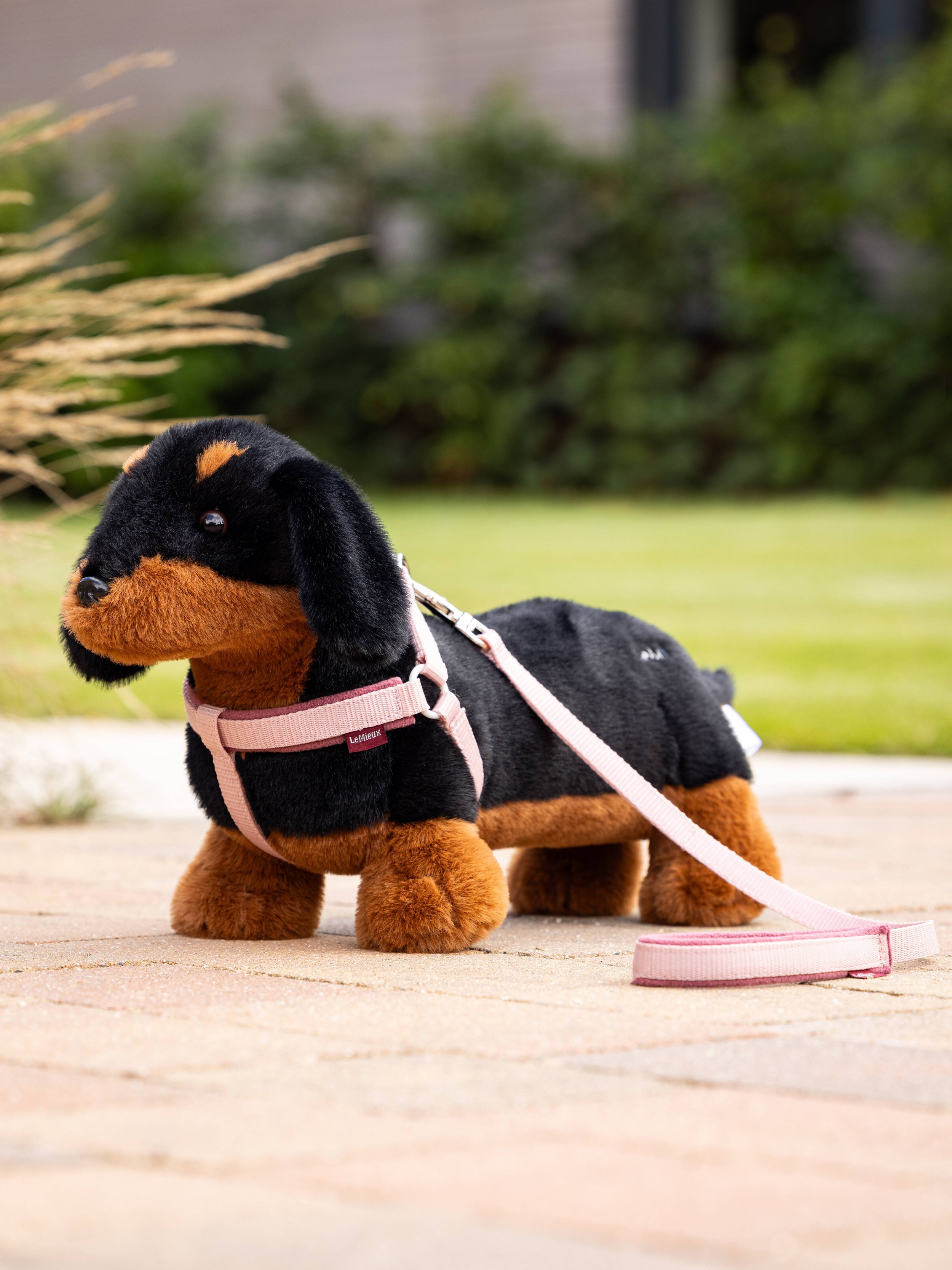 it03861_lifestyle_toydog_dachshund_2.jpg
