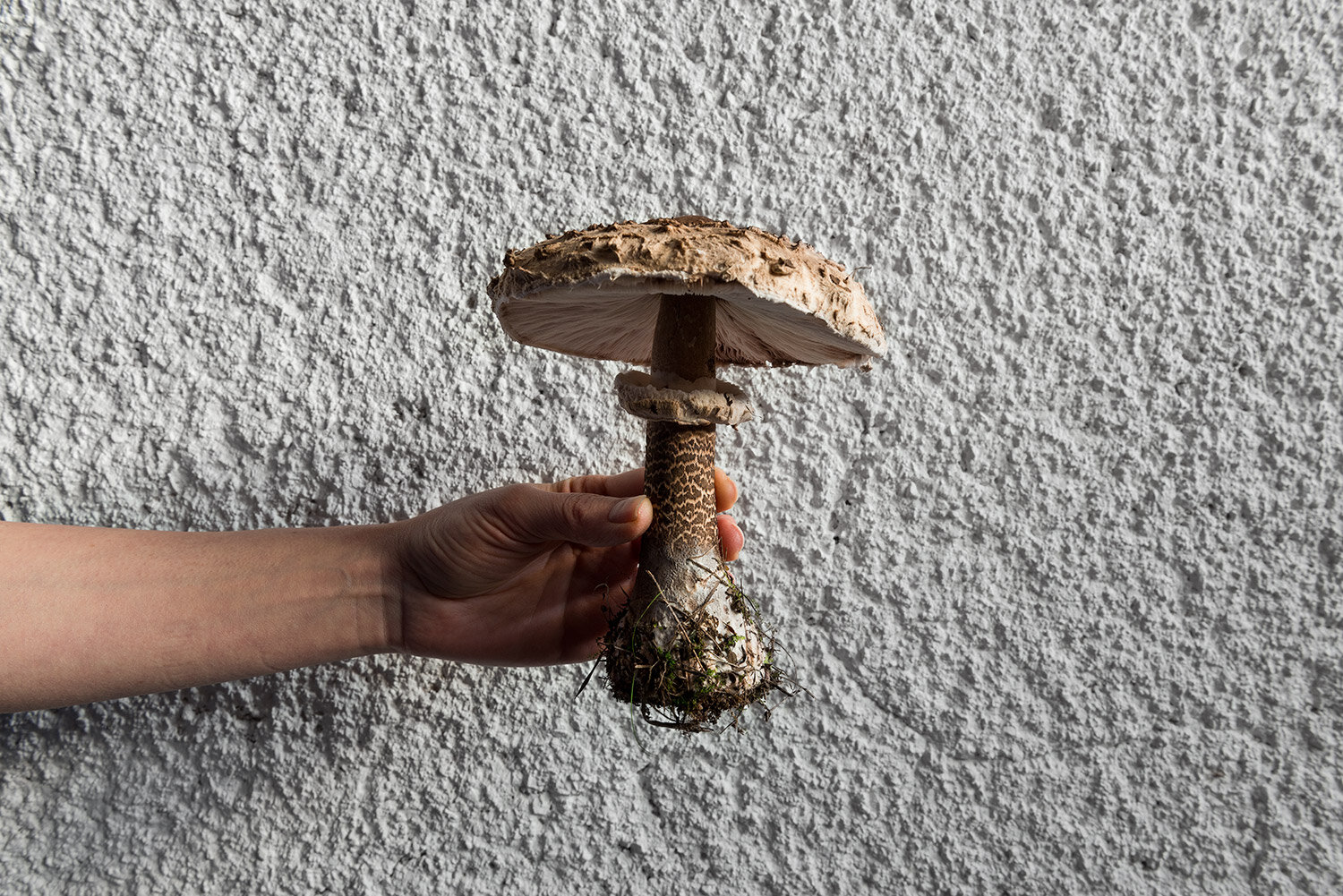 parasol-mushroom-ii.jpg