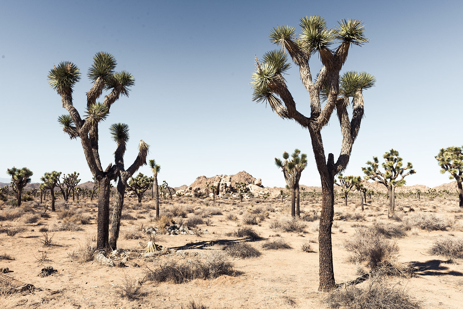 joshua-tree.jpg