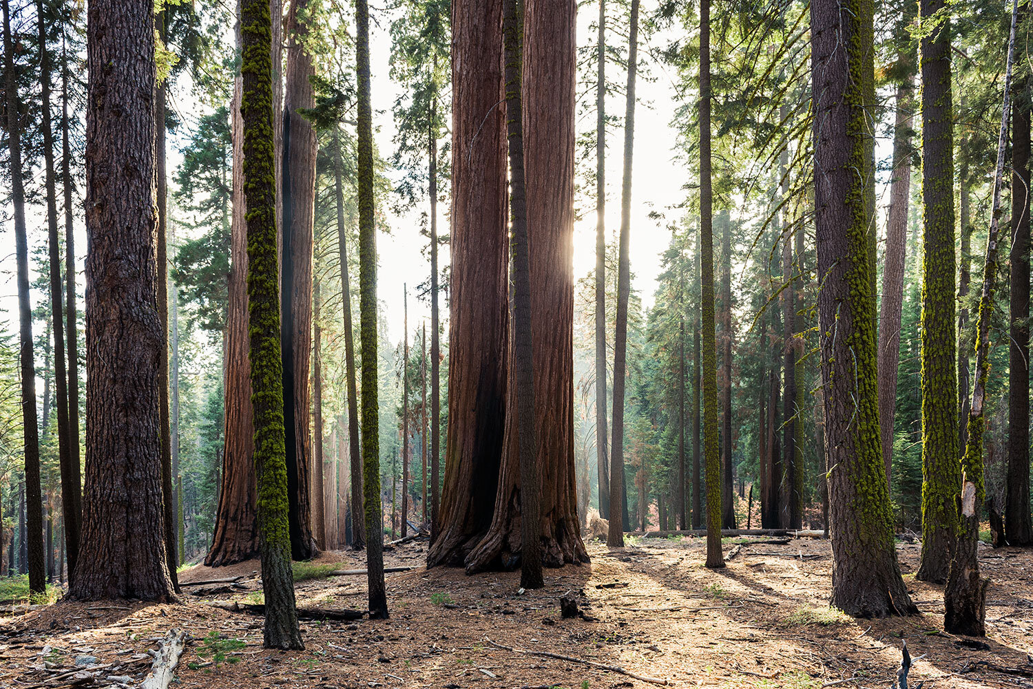 sequoia-1.jpg