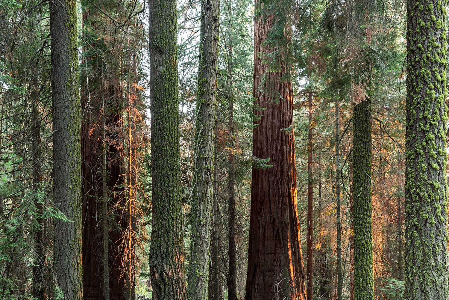 sequoia-3.jpg