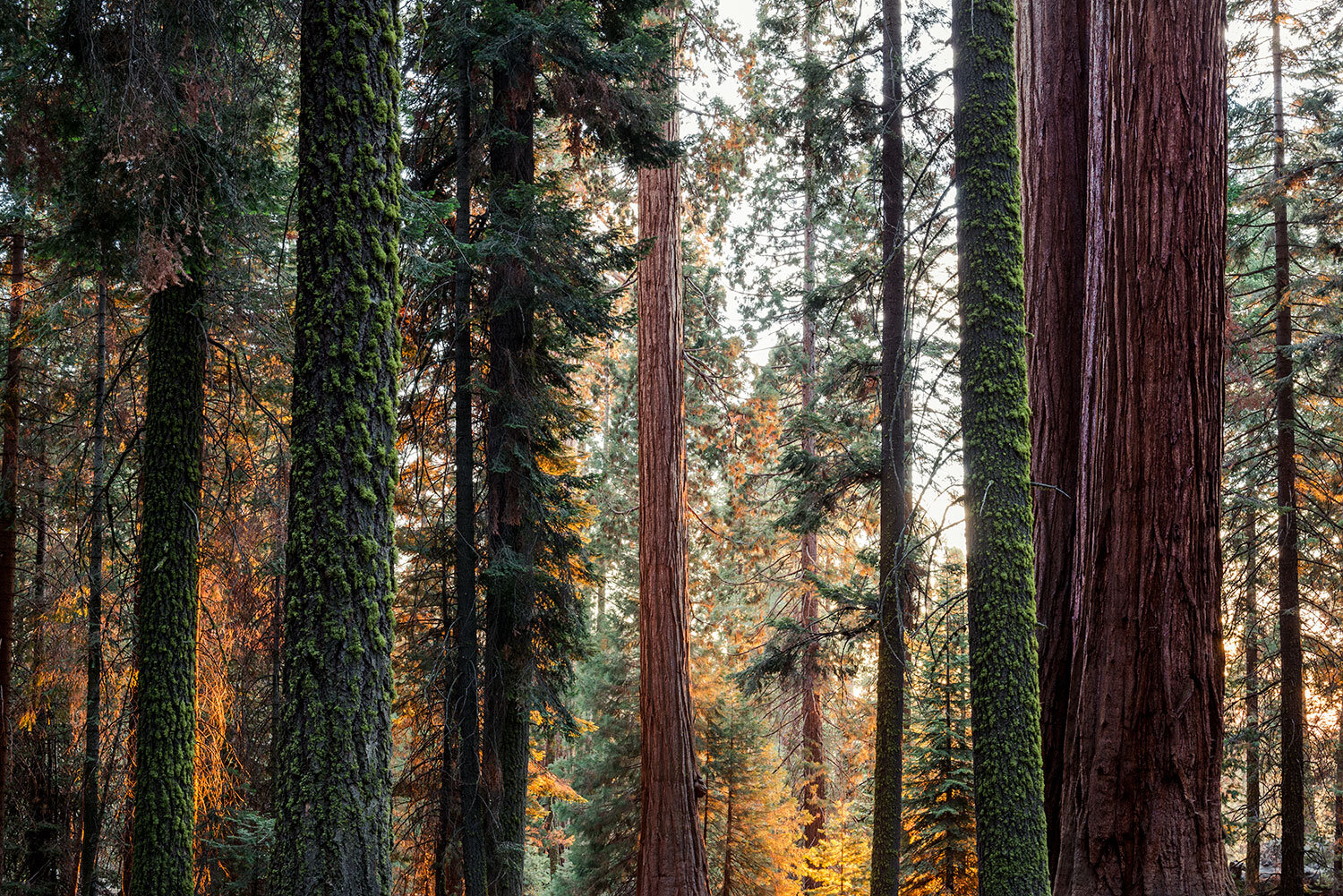 sequoia-2.jpg