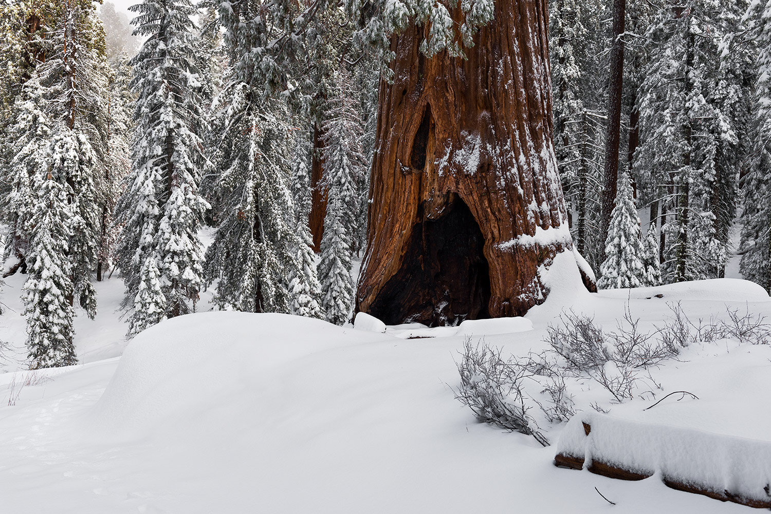 sequoia-4.jpg