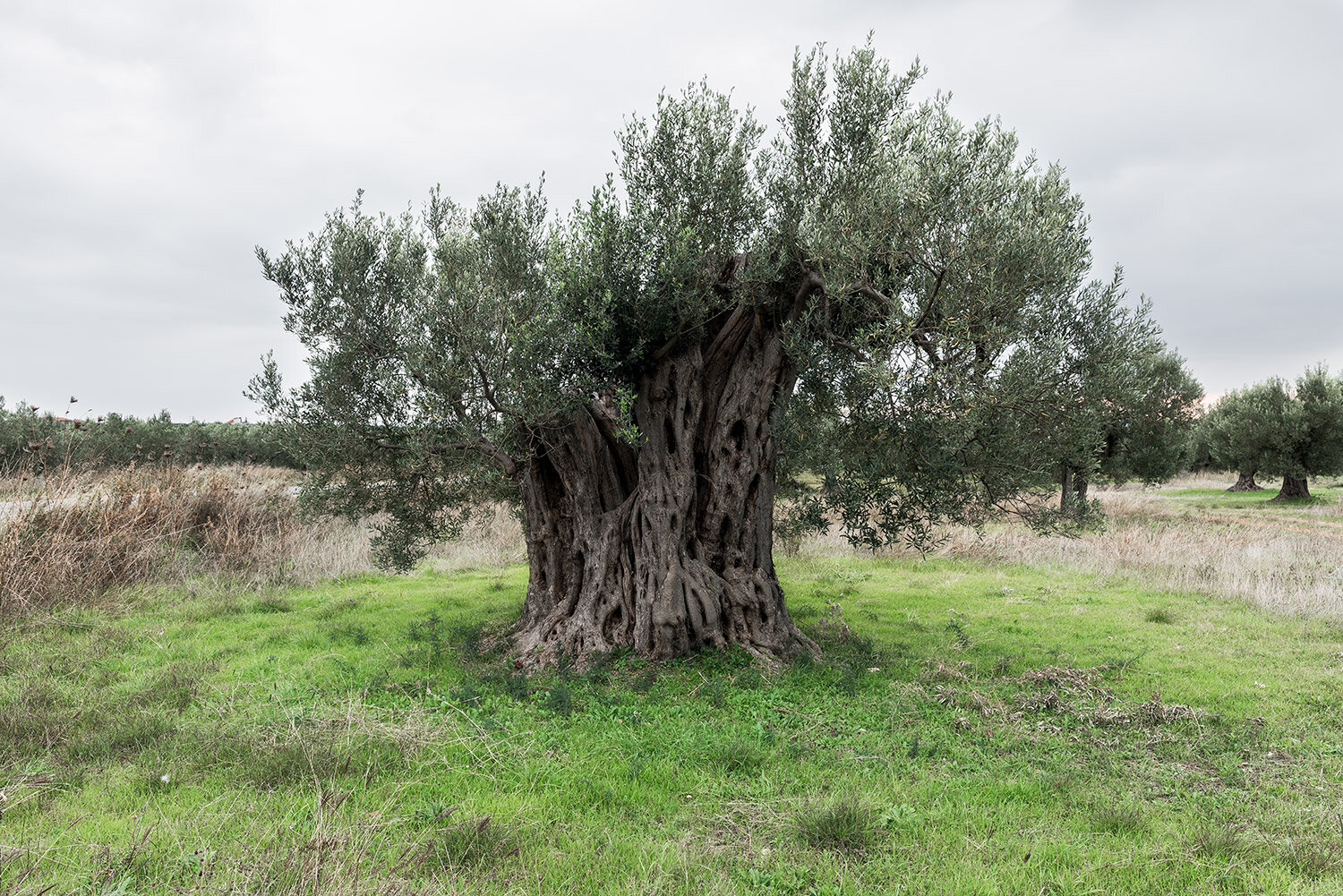 ancient-olive-I.jpg