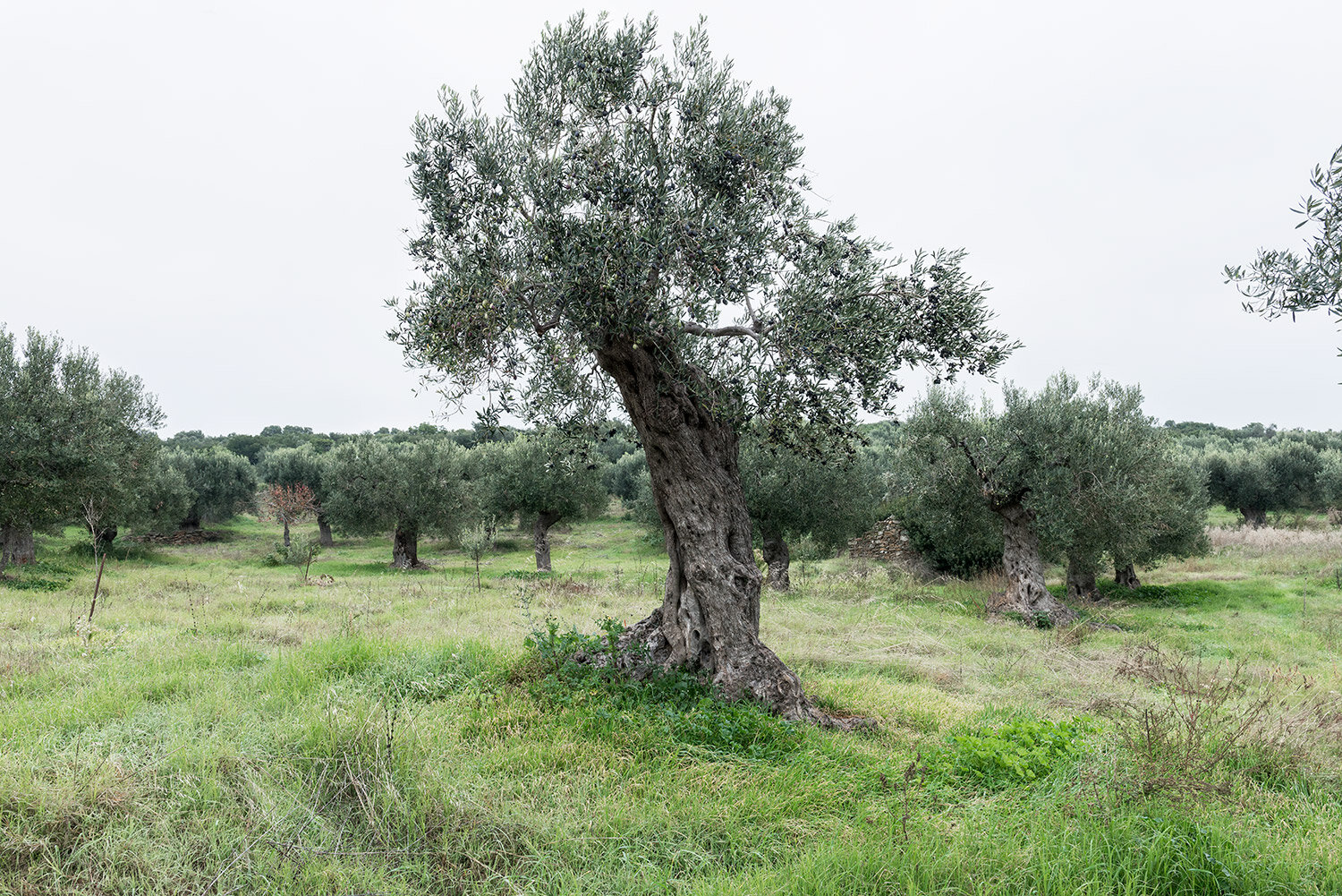 ancient-olive-II.jpg