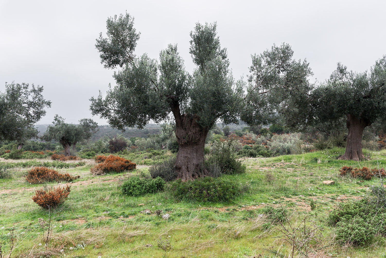 ancient-olive-III.jpg