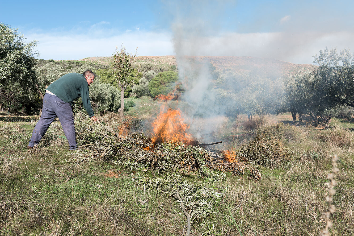 burning-olive-branches.jpg