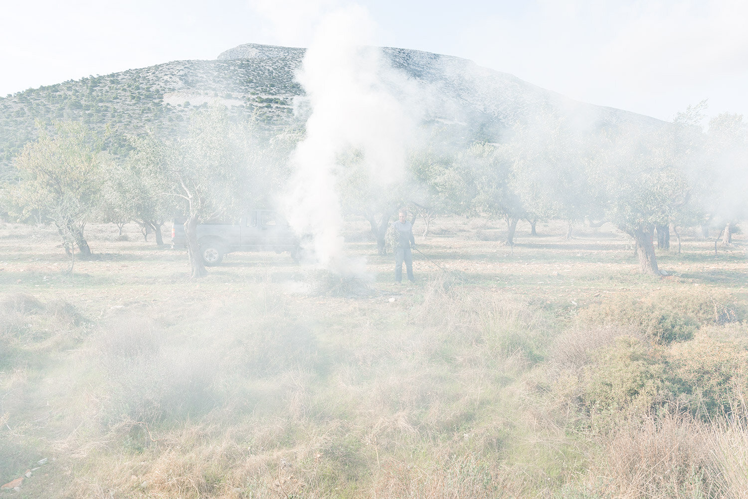 smoke-in-the-olive-grove.jpg