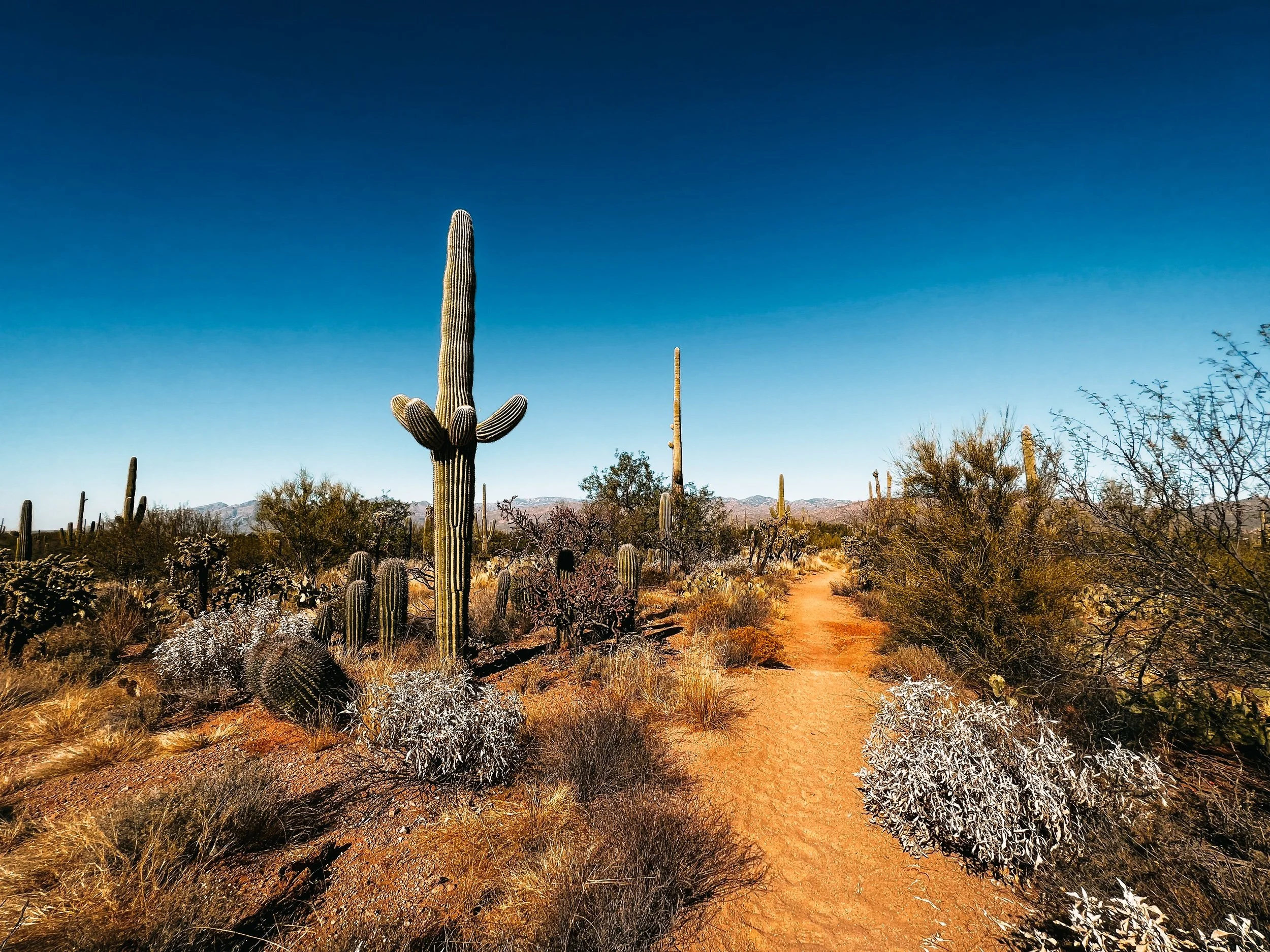 Day Hike from Saguaro National Park - East