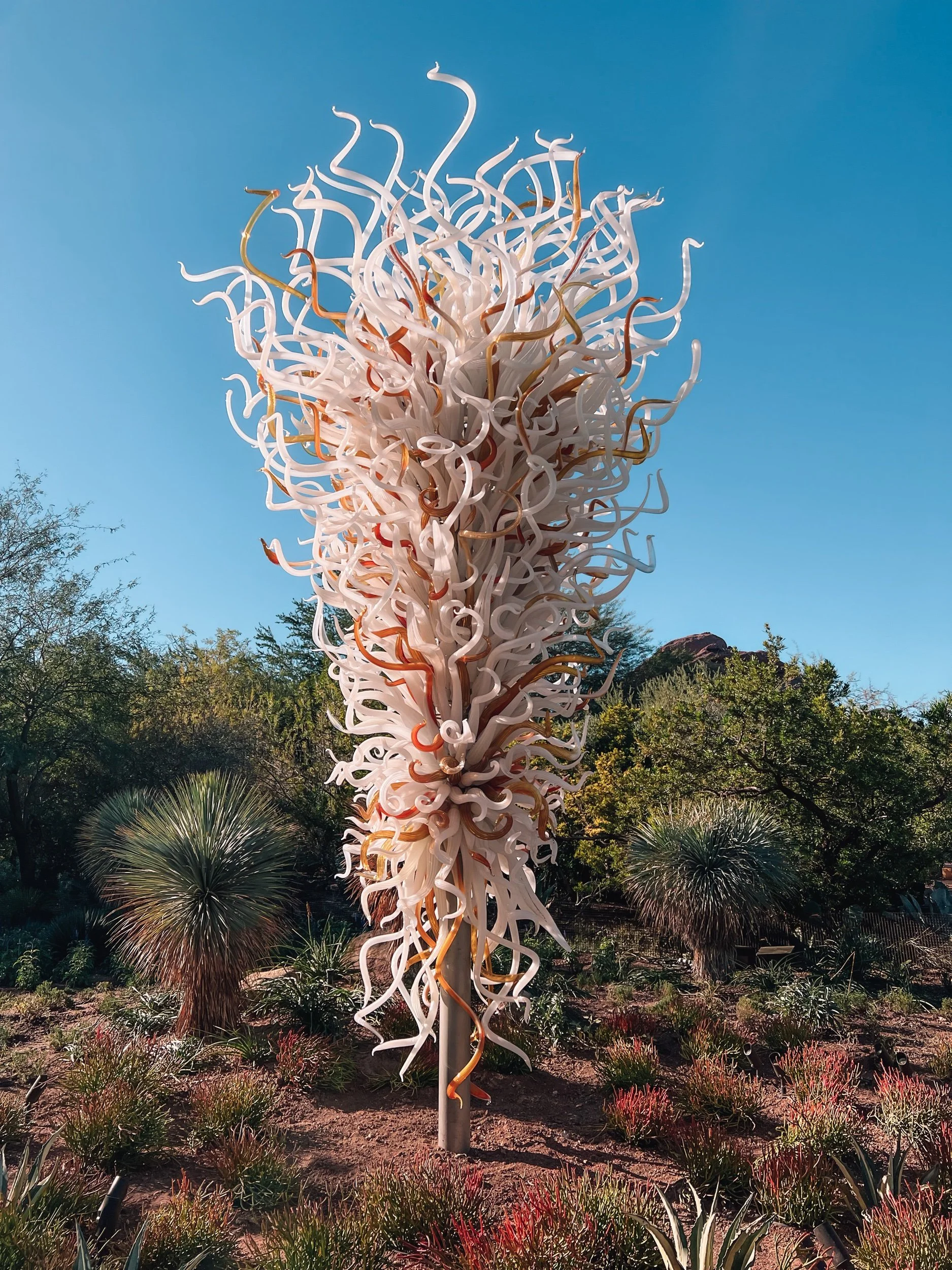 Chihuly in the Desert: An Advanced Viewing at the Desert Botanical Garden in Phoenix