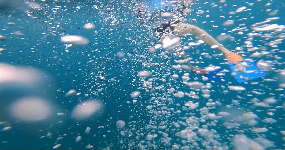 Snorkeling with Sea Turtles Off Waikiki Beach