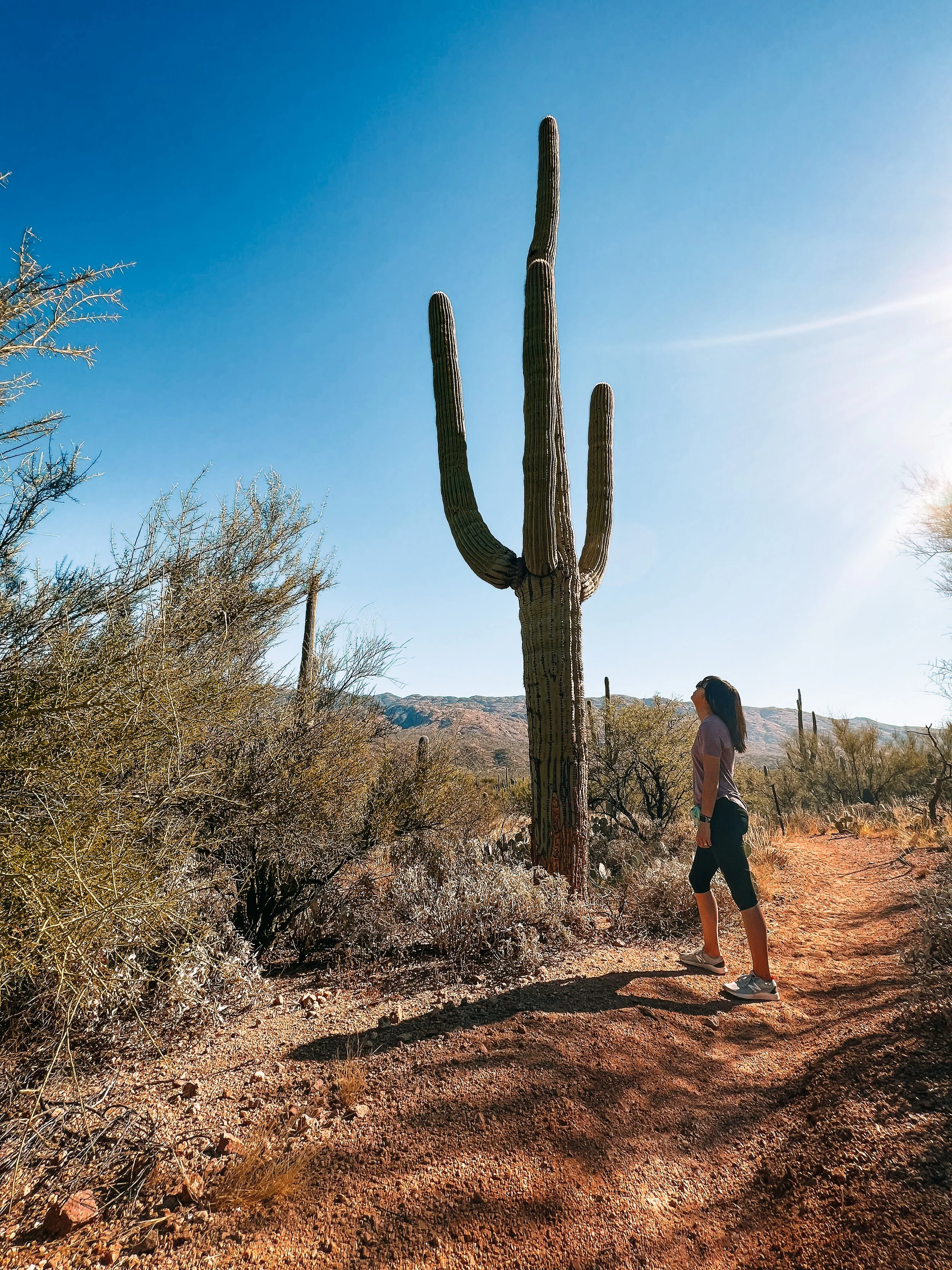 Among the Oldest Cacti at Saguaro National Park