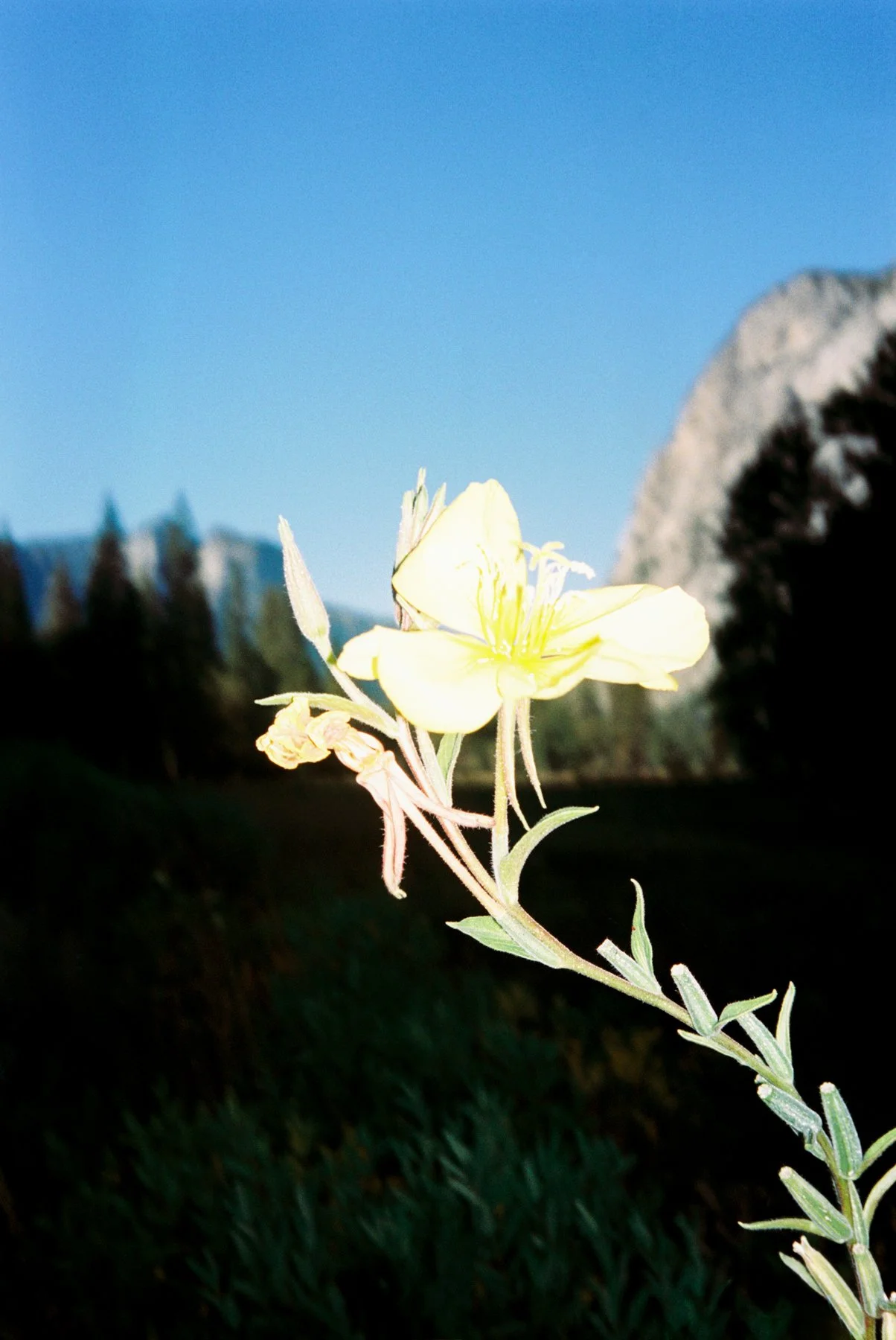 39235_37.jpg