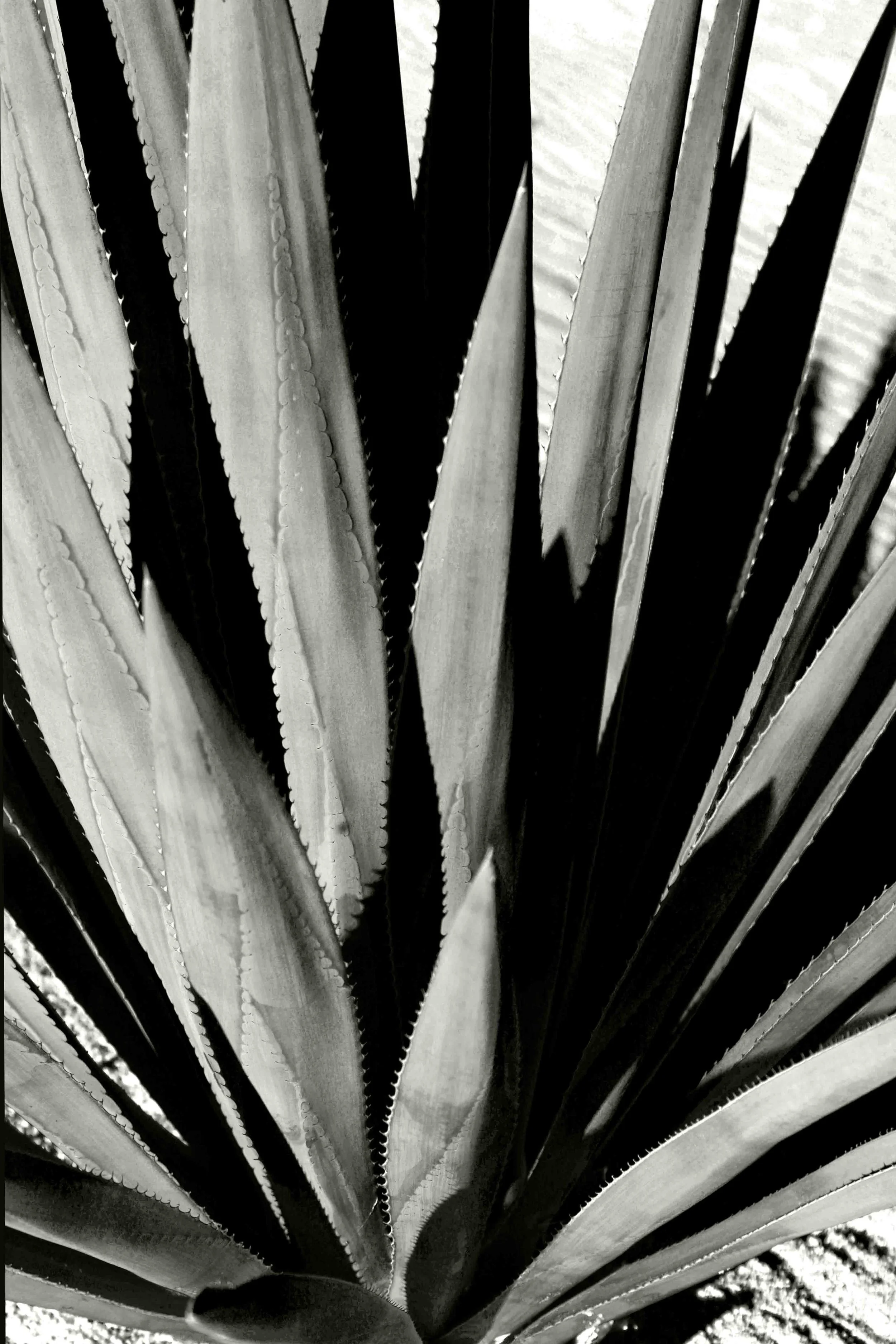 Cactus, Cabo Los Puertos, Fundadores, San Jose, Mexico 2012 (Still Life 4)