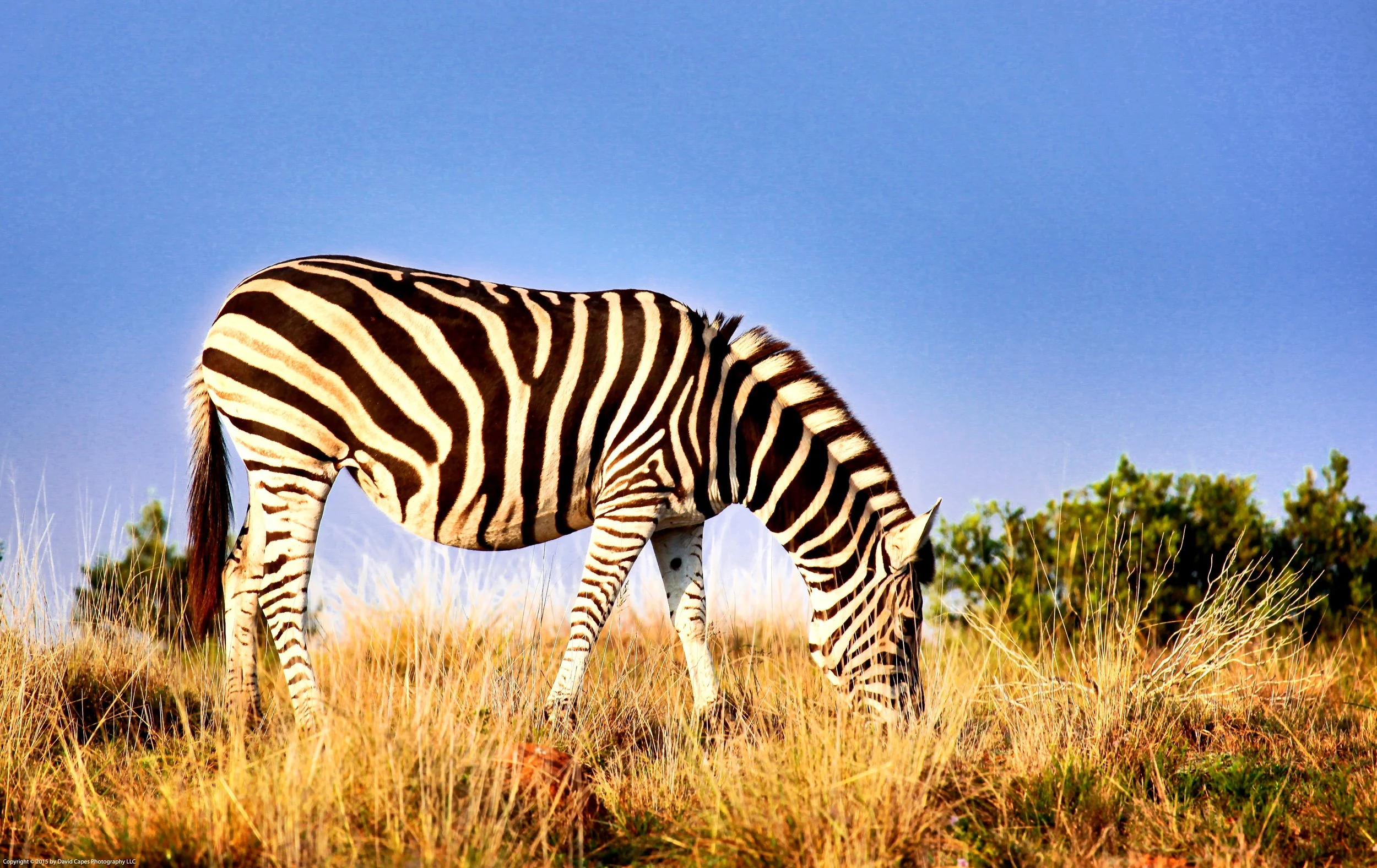 Wildlife 1.jpg