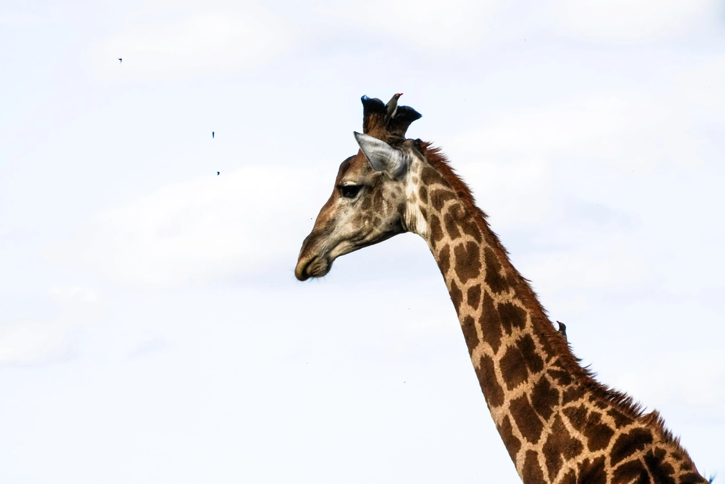 Wildlife 2.jpg