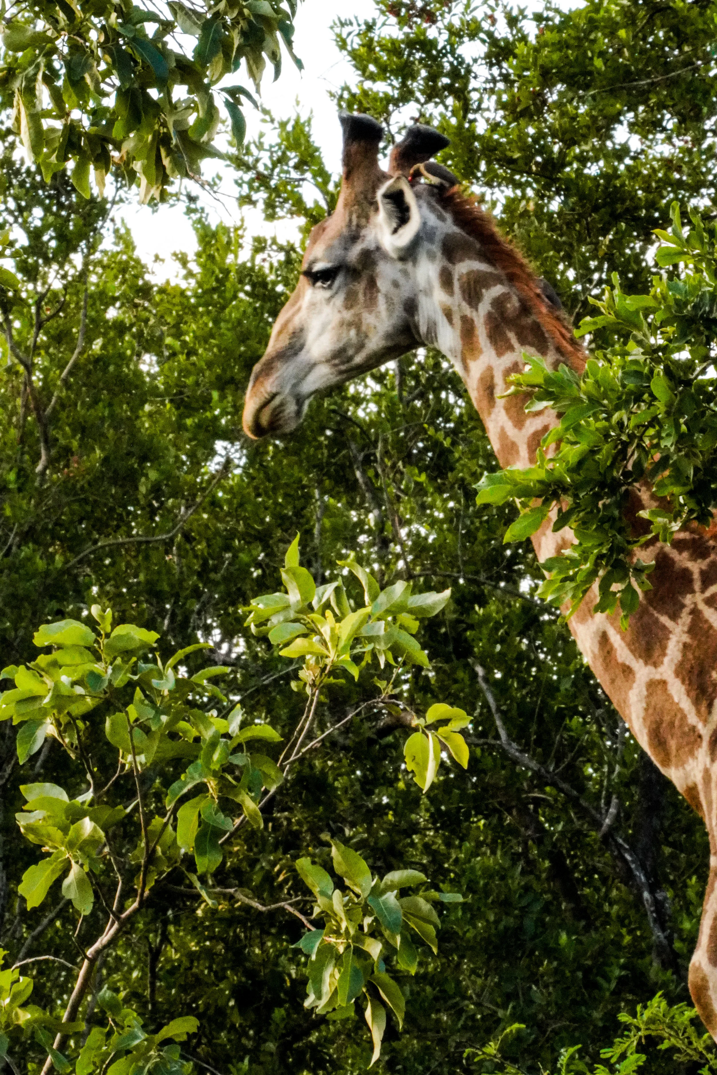 Giraffe, Thornybush Game Reserve, Kruger National Park, Limpopo, South Africa 2018 (Wildlife 4)