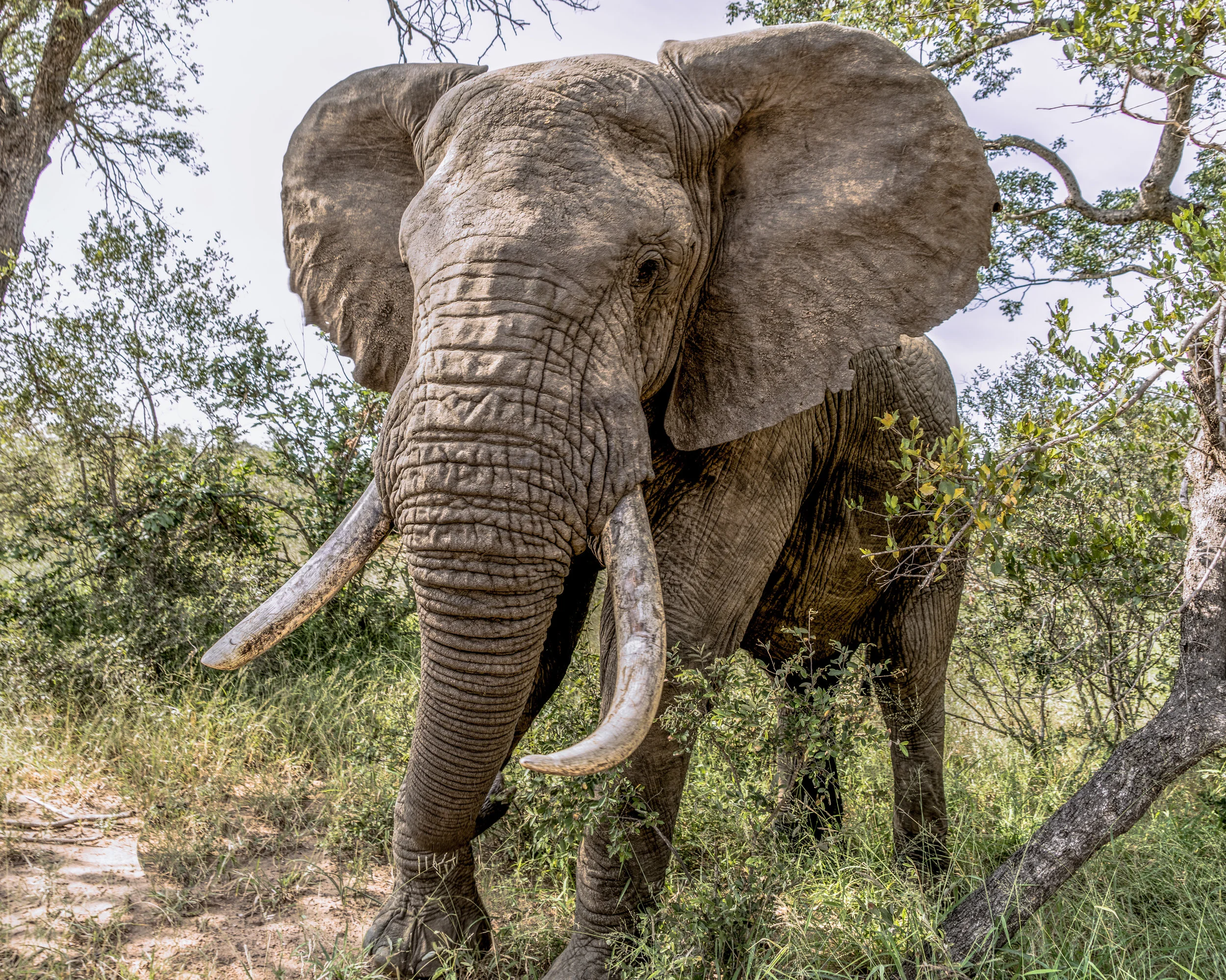 Bull Elephant, Thornybust Game Reserve, Kruger National Park, Limpopo, South Africa 2018 (Wildlife 5)