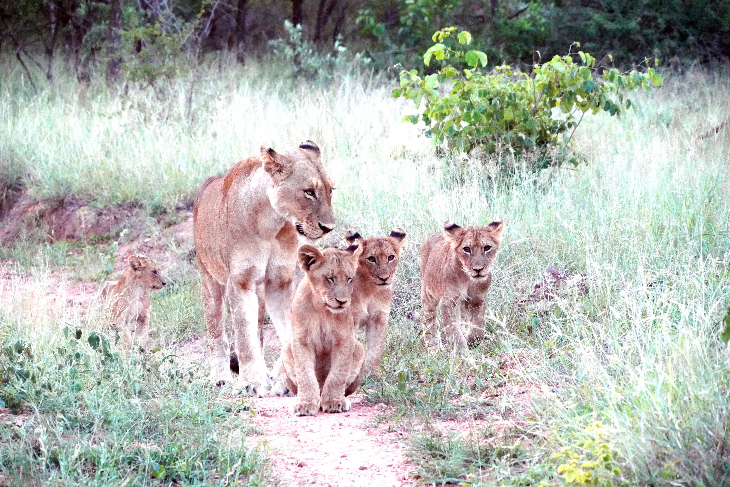Mother and Young Lions, Thornybush Game Reserve, Kruger National Park, Limpopo, South Africa 2018 (Wildlife 3)